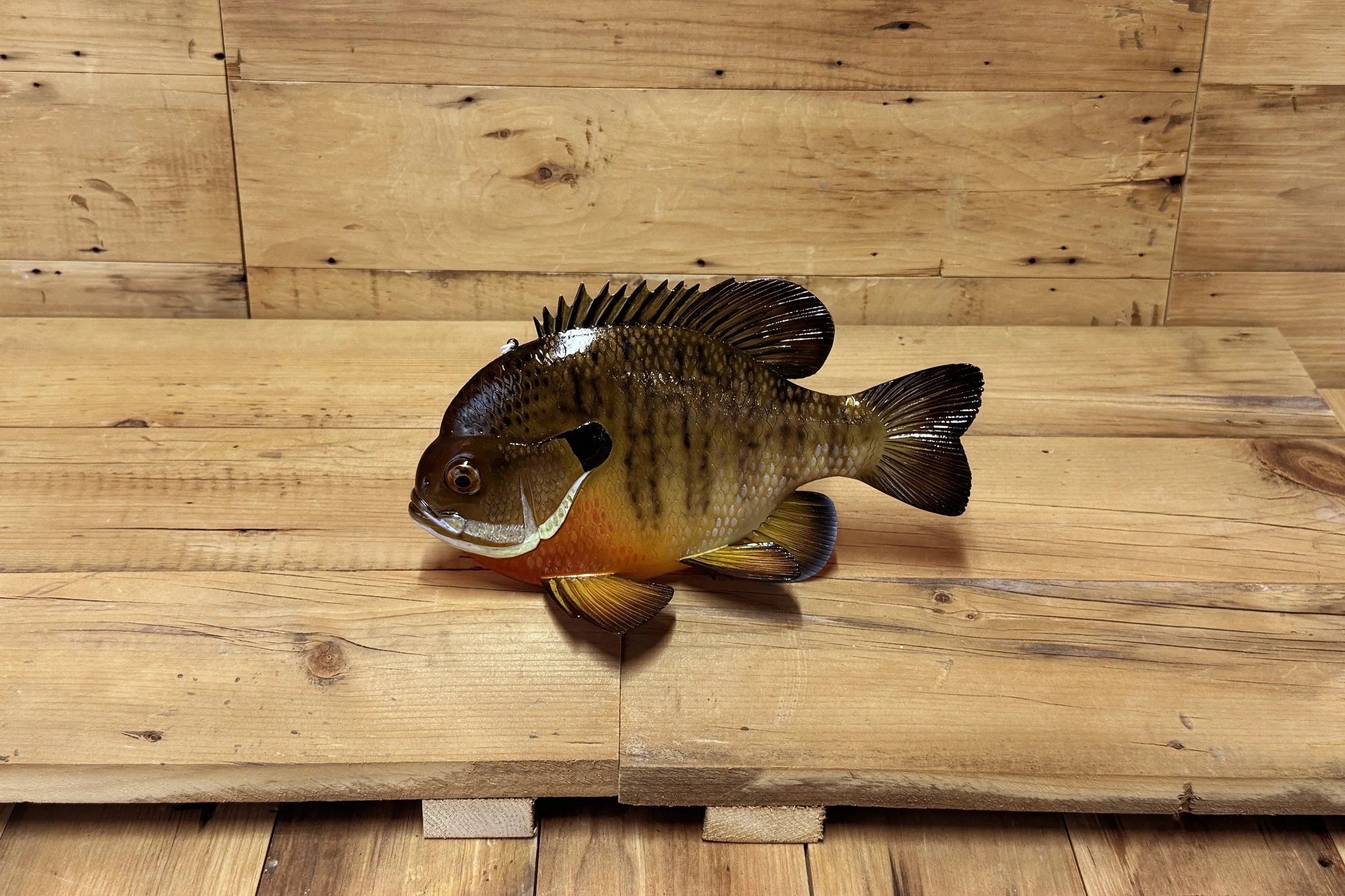 10" Bluegill by Jared Sypnieski