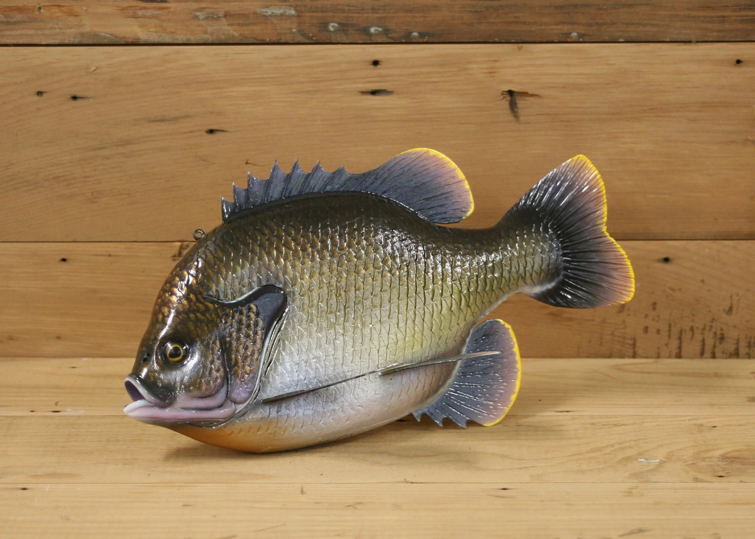 10" Florida Bluegill by Harley Ragan