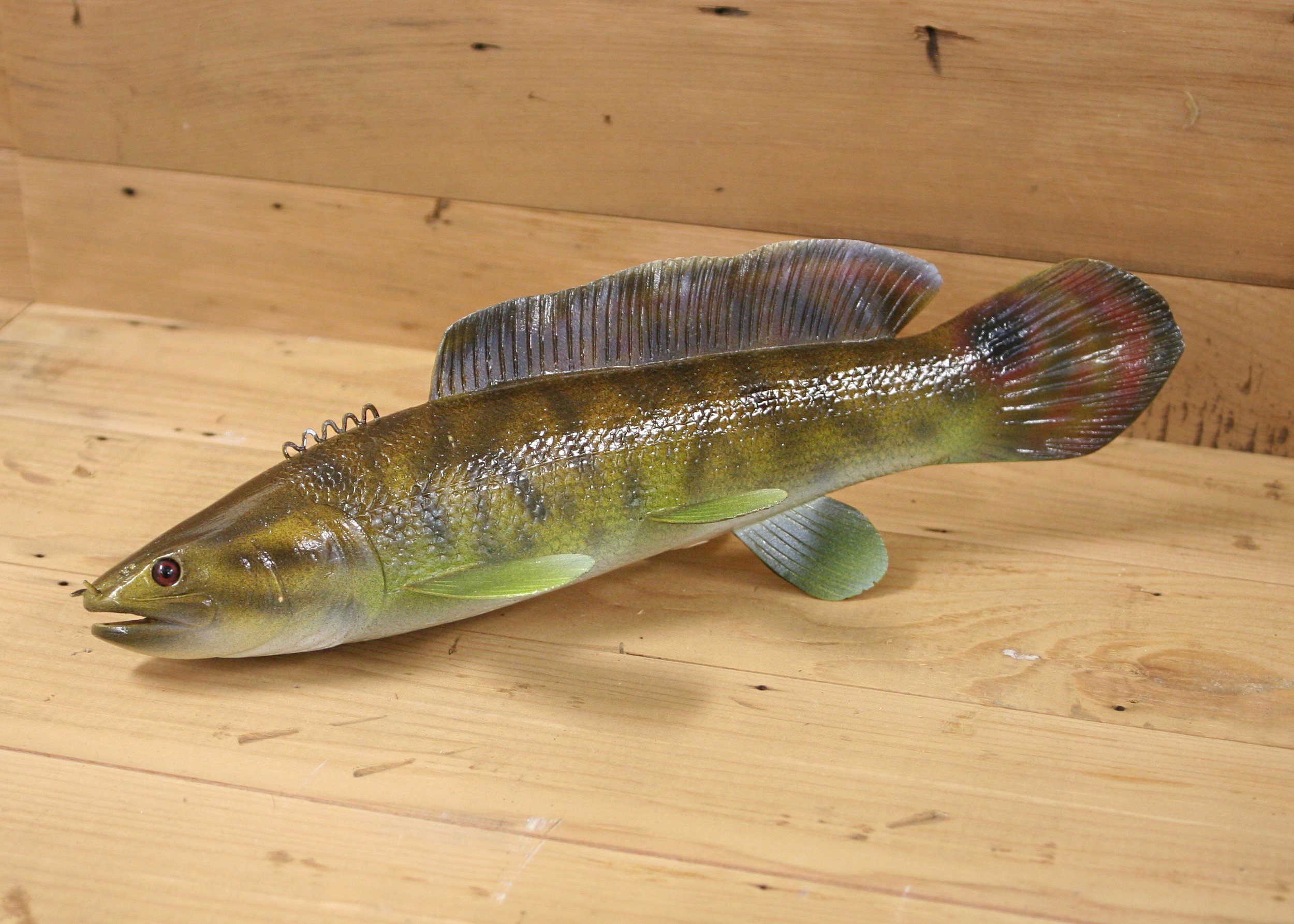 13" Spawning Male Dog Fish by Bob Johnson