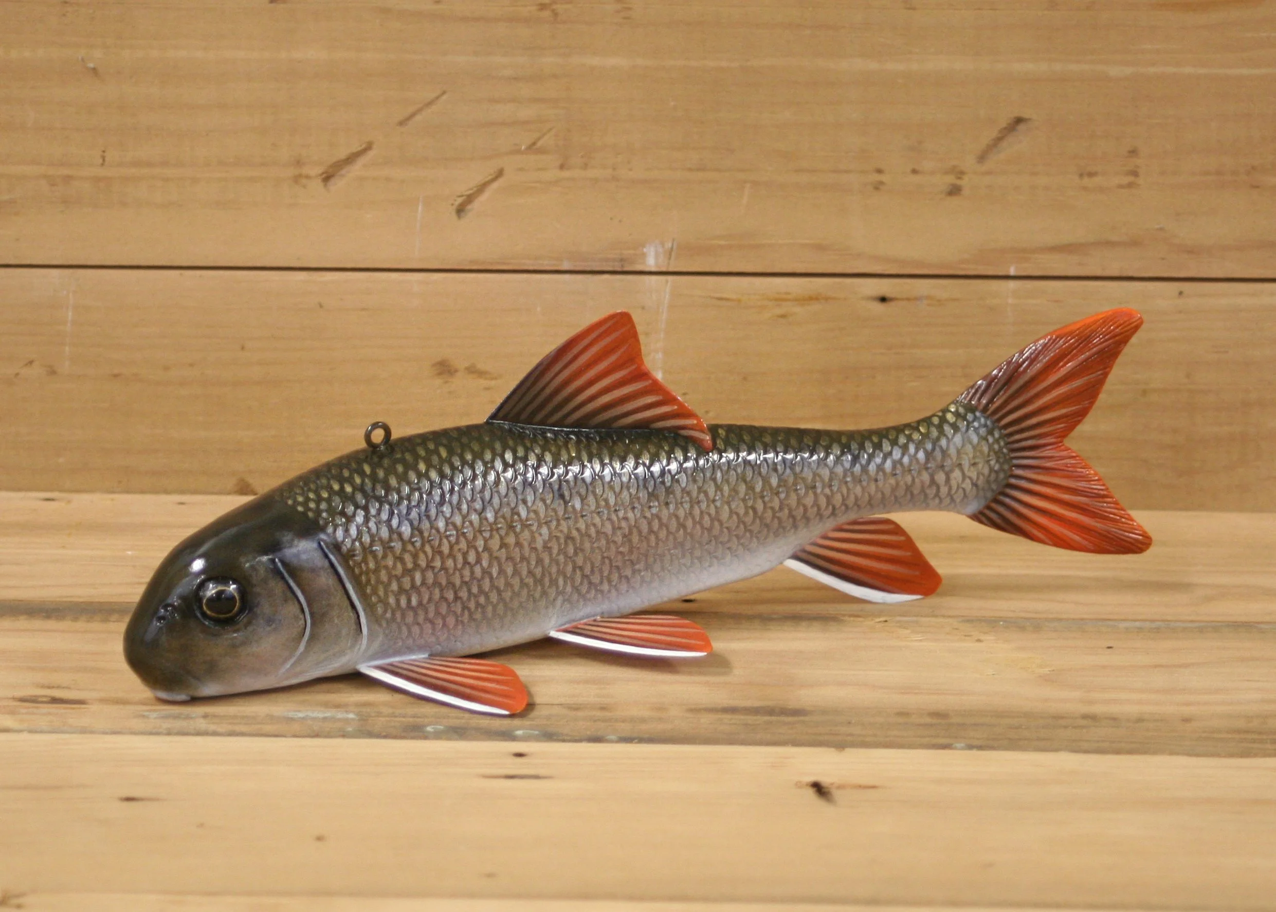 10" River Red Horse Sucker by Jacob Sazama