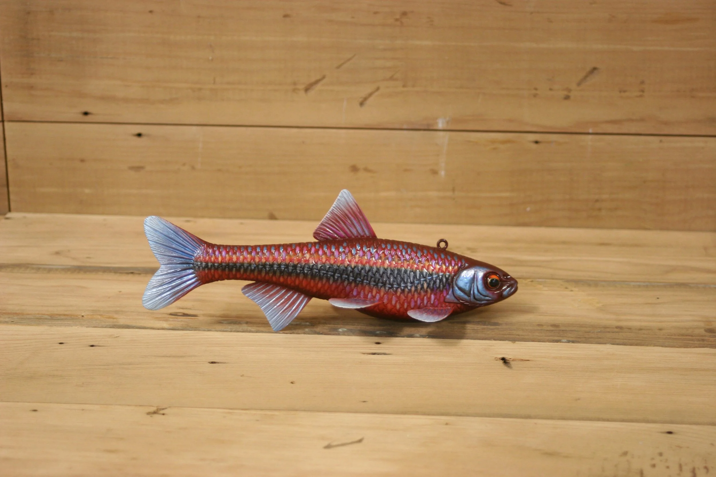 3rd Place: 8" Rainbow Shiner Minnow by Tony Sazama