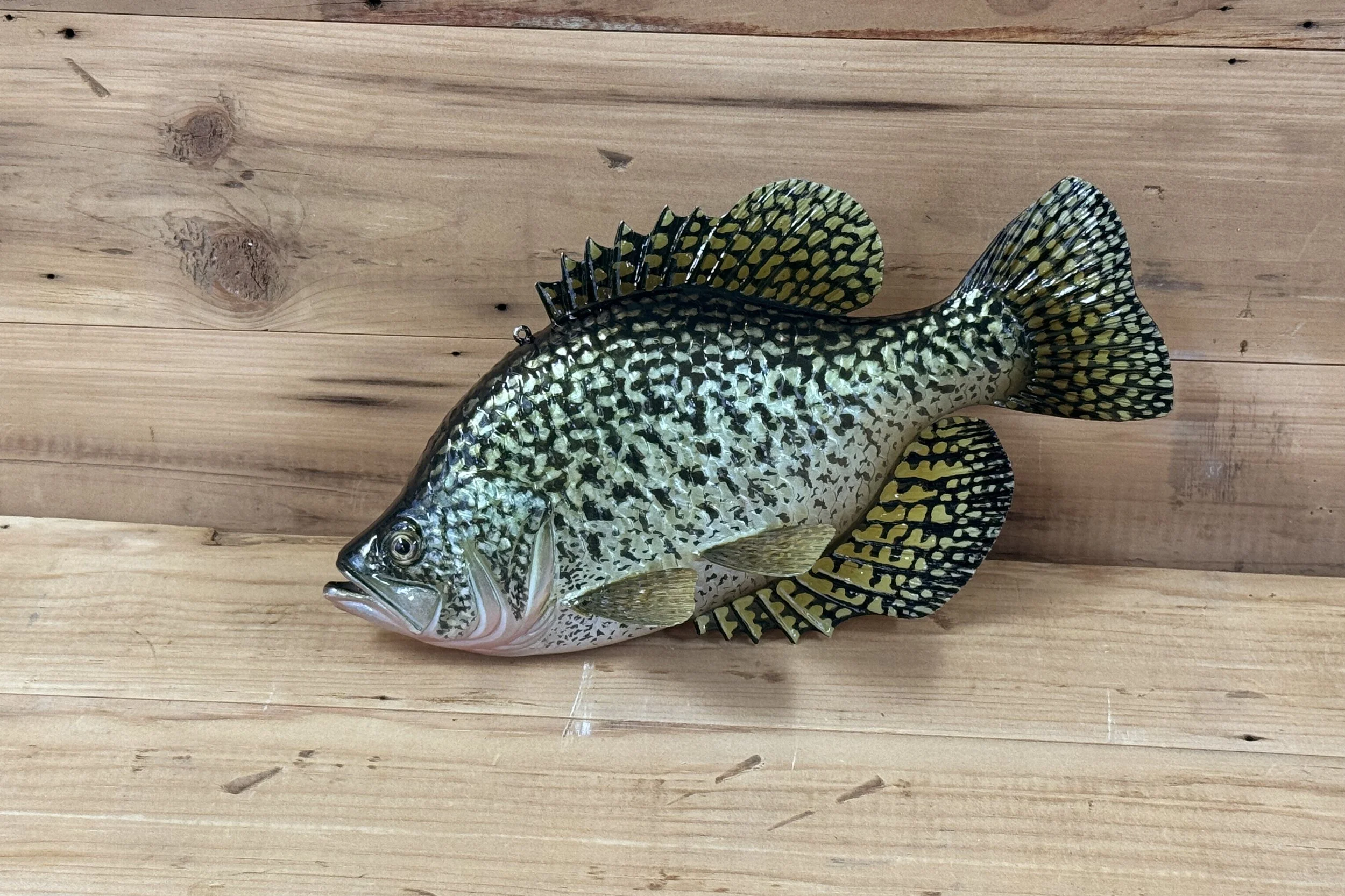 11" Crappie by Harley Ragan