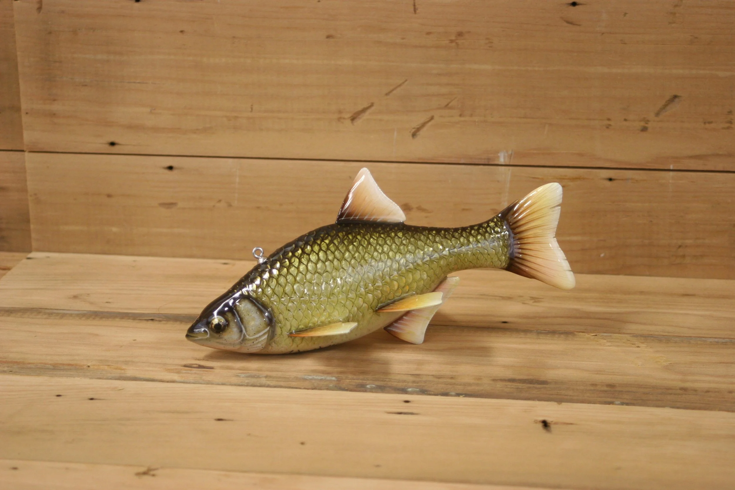3rd place: 8" Golden Shiner by Eric Wallace