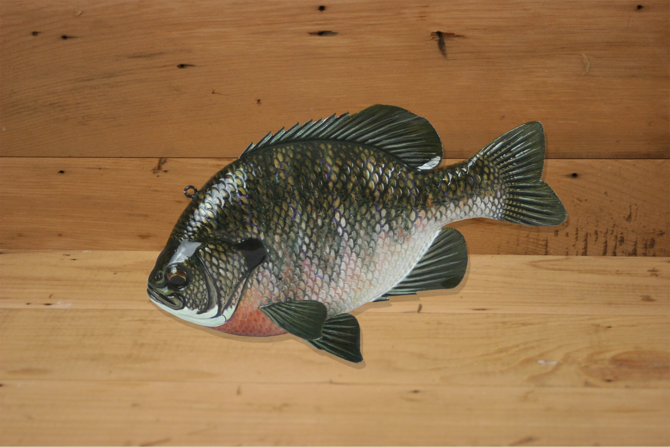 8" Hand Painted Bluegill Sunfish by Jacob Sazama