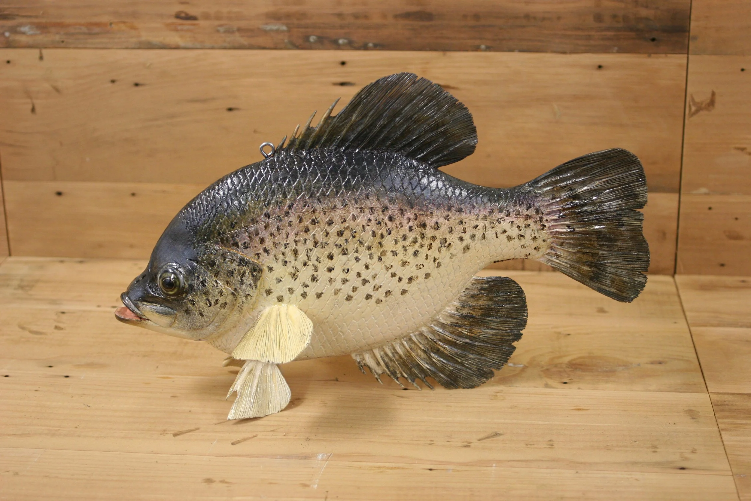 12" People's Choice Crappie by Sunny Moon