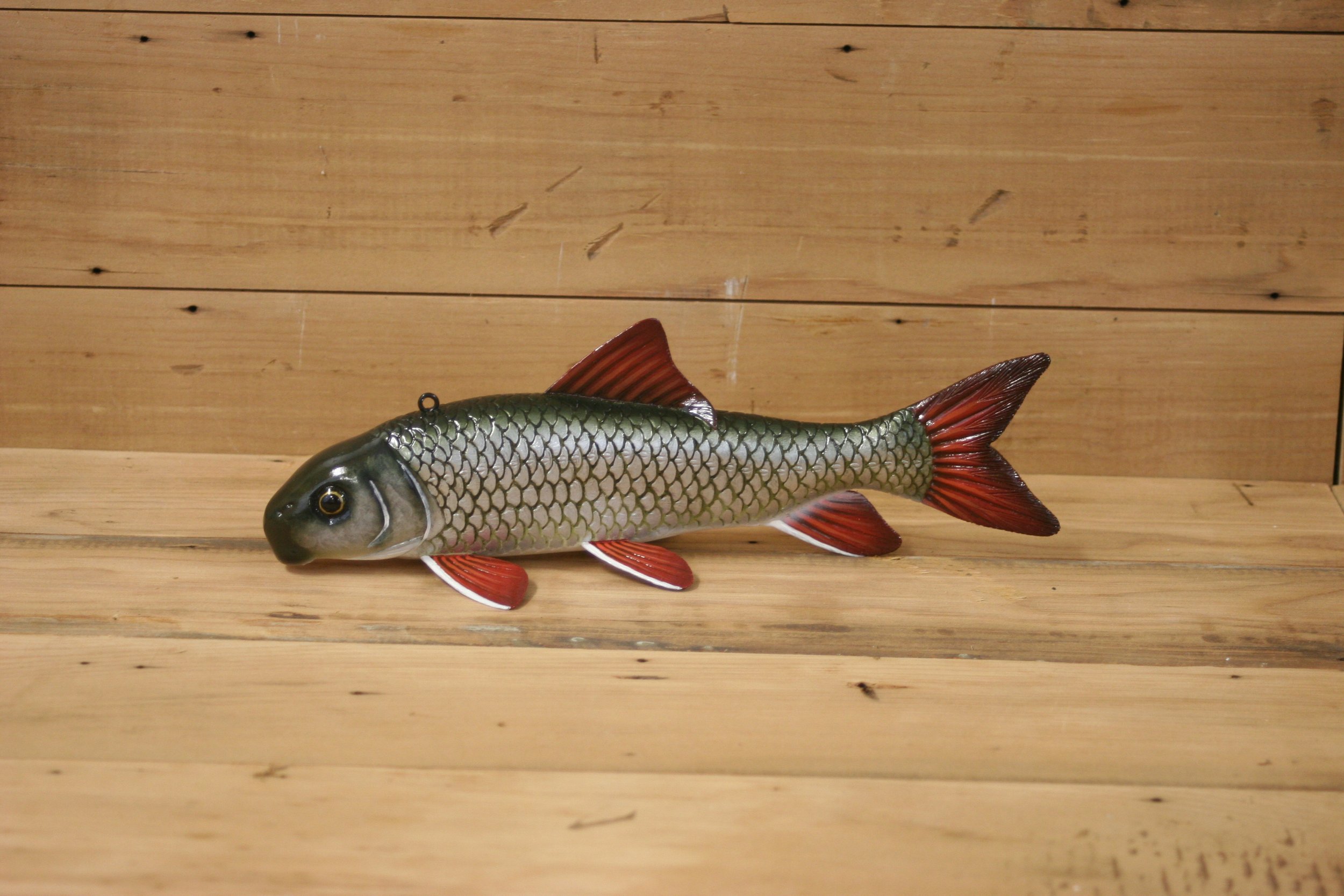 11" River Redhorse by Tony Sazama