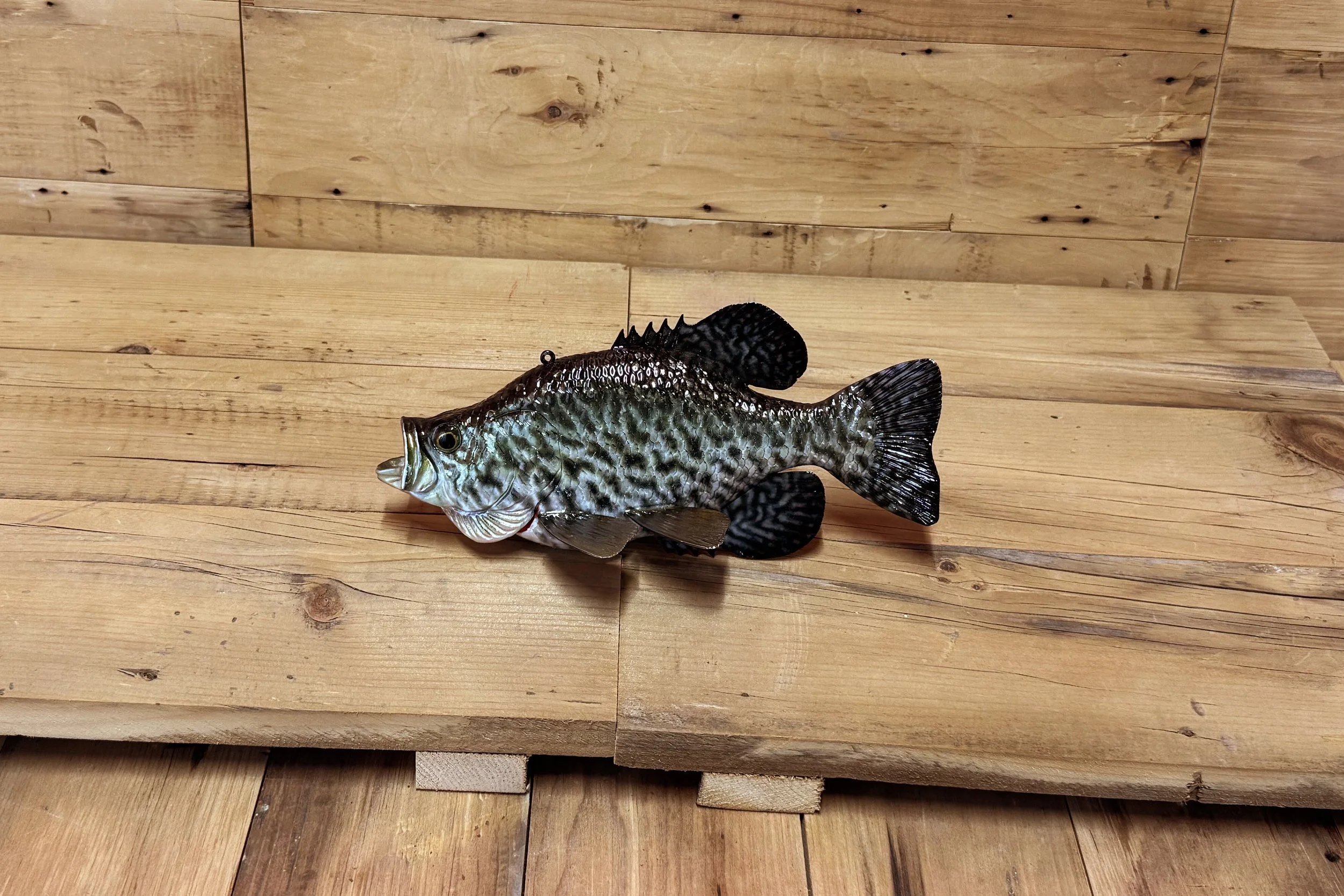 9" Crappie by Harley Ragan
