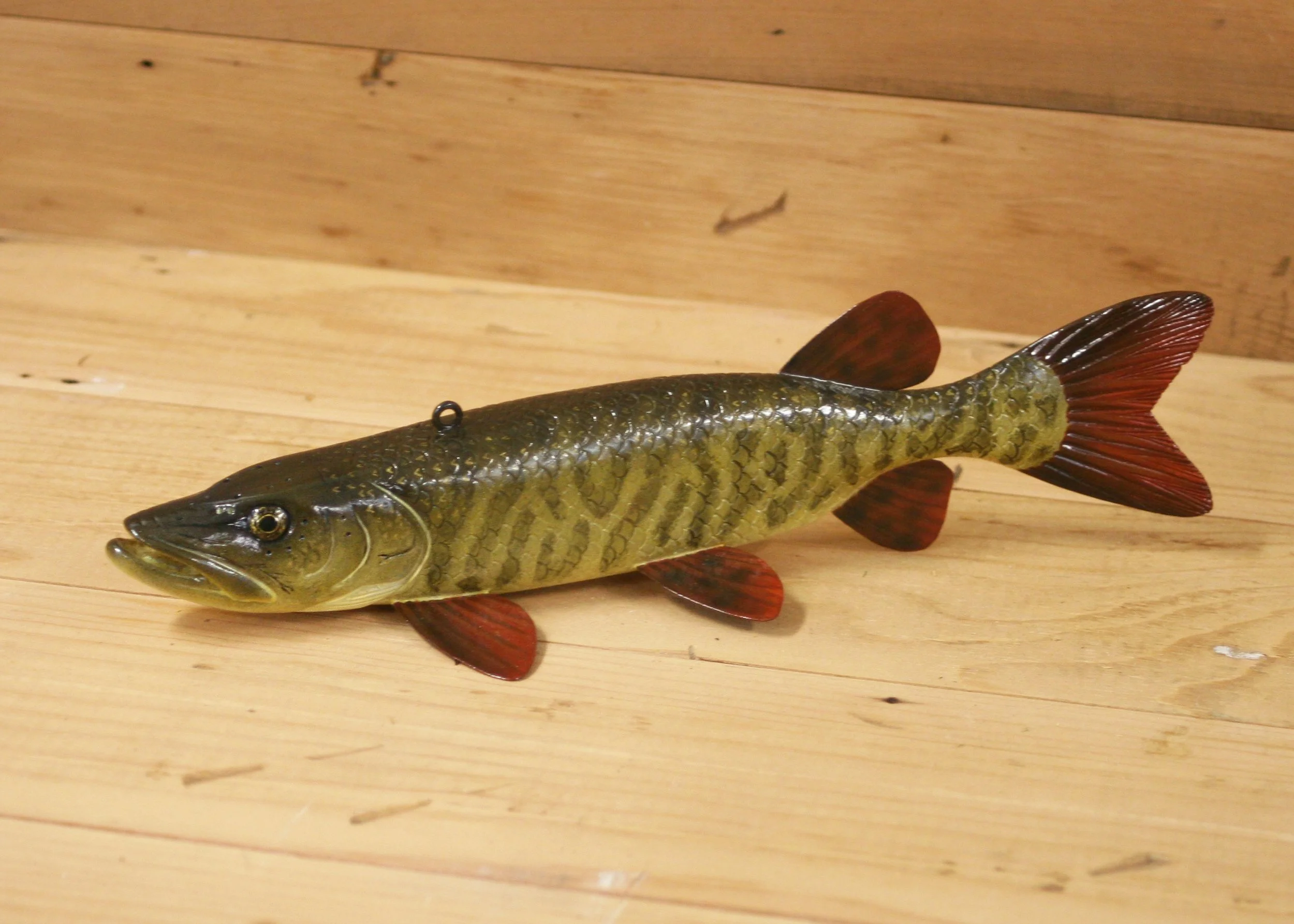 9" Tiger Muskie Jr. Division by Jacob Sazama