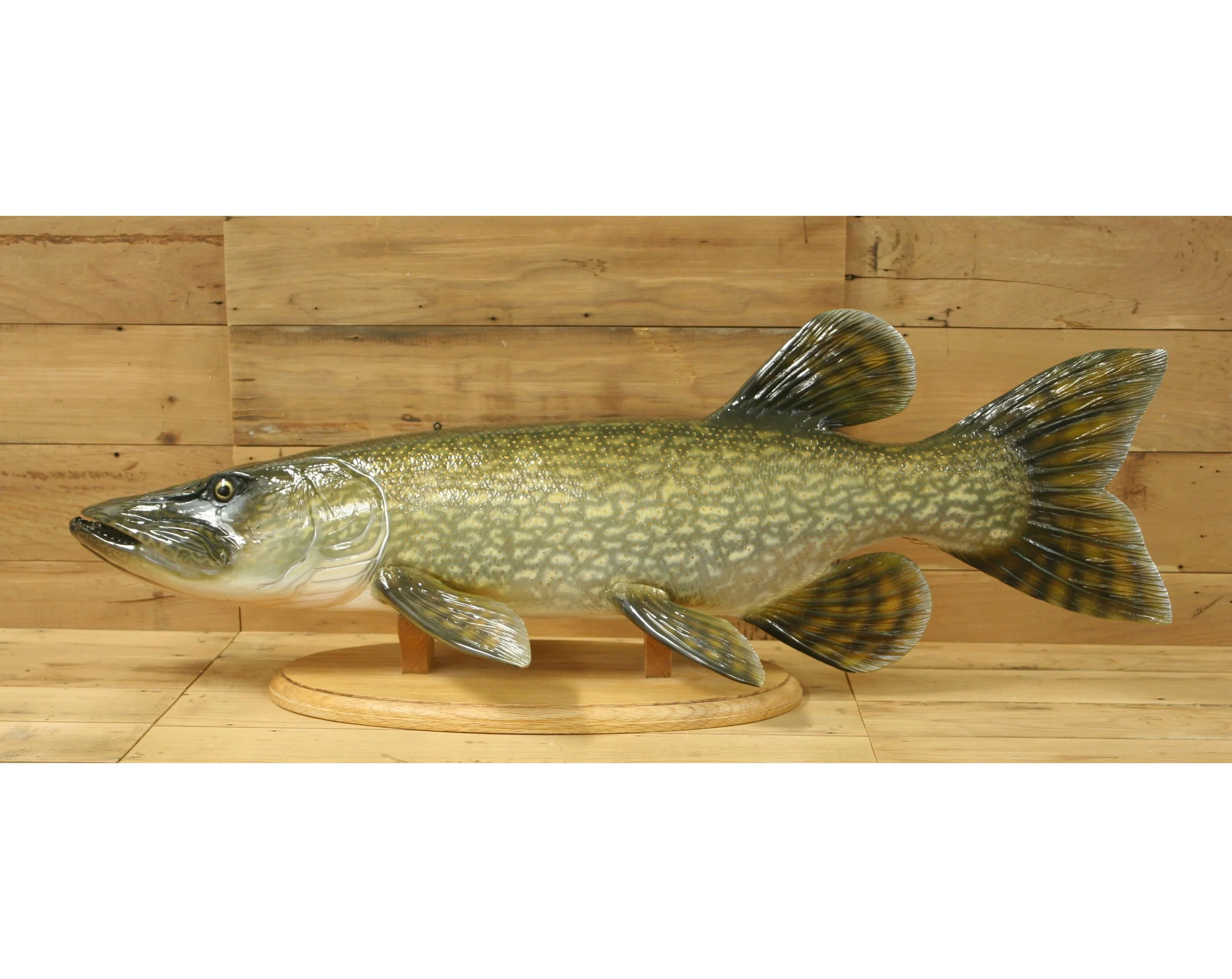 32" Showdown Northern by Harley Ragan