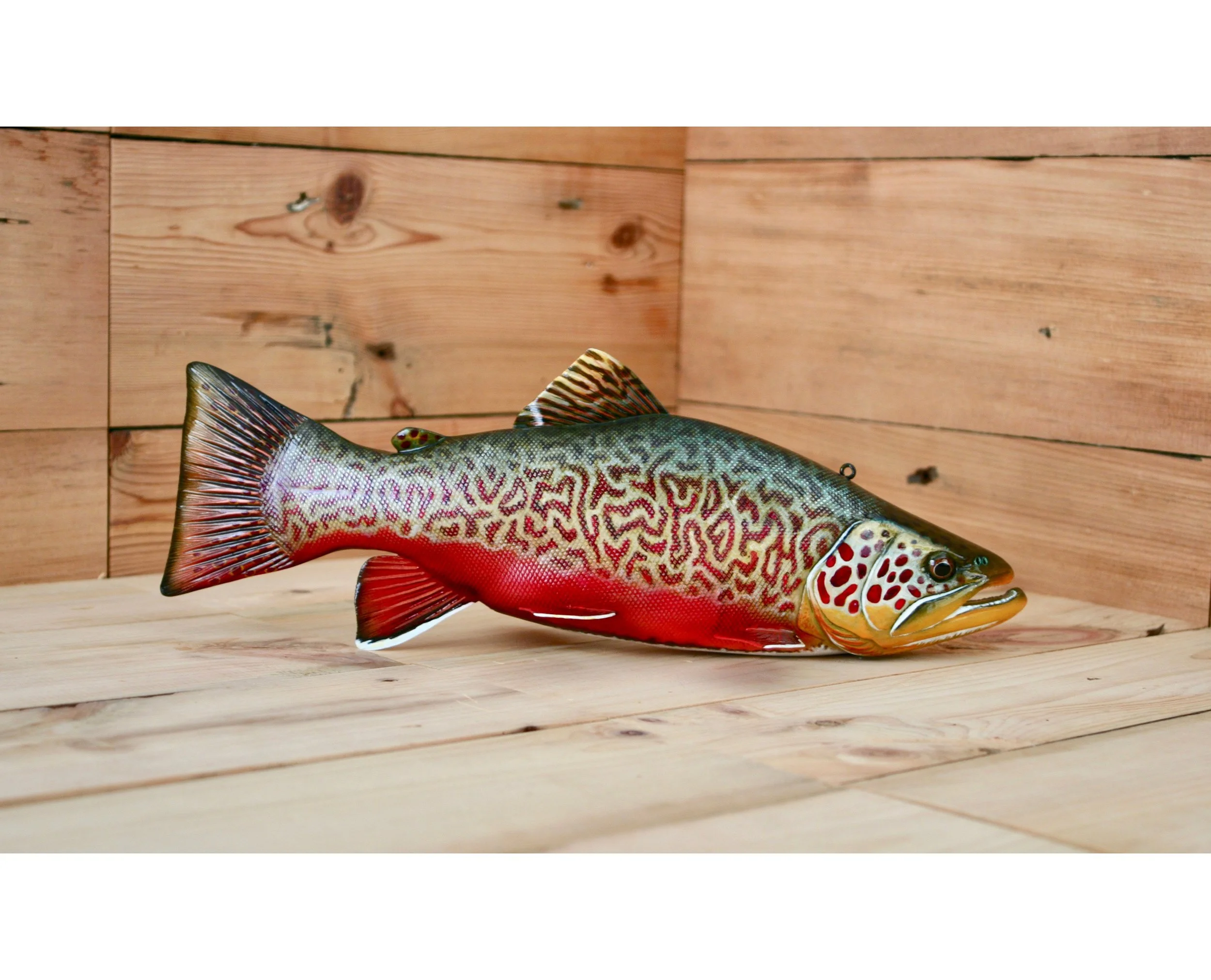 13" Breeding Male Tiger Trout by Jacob Sazama