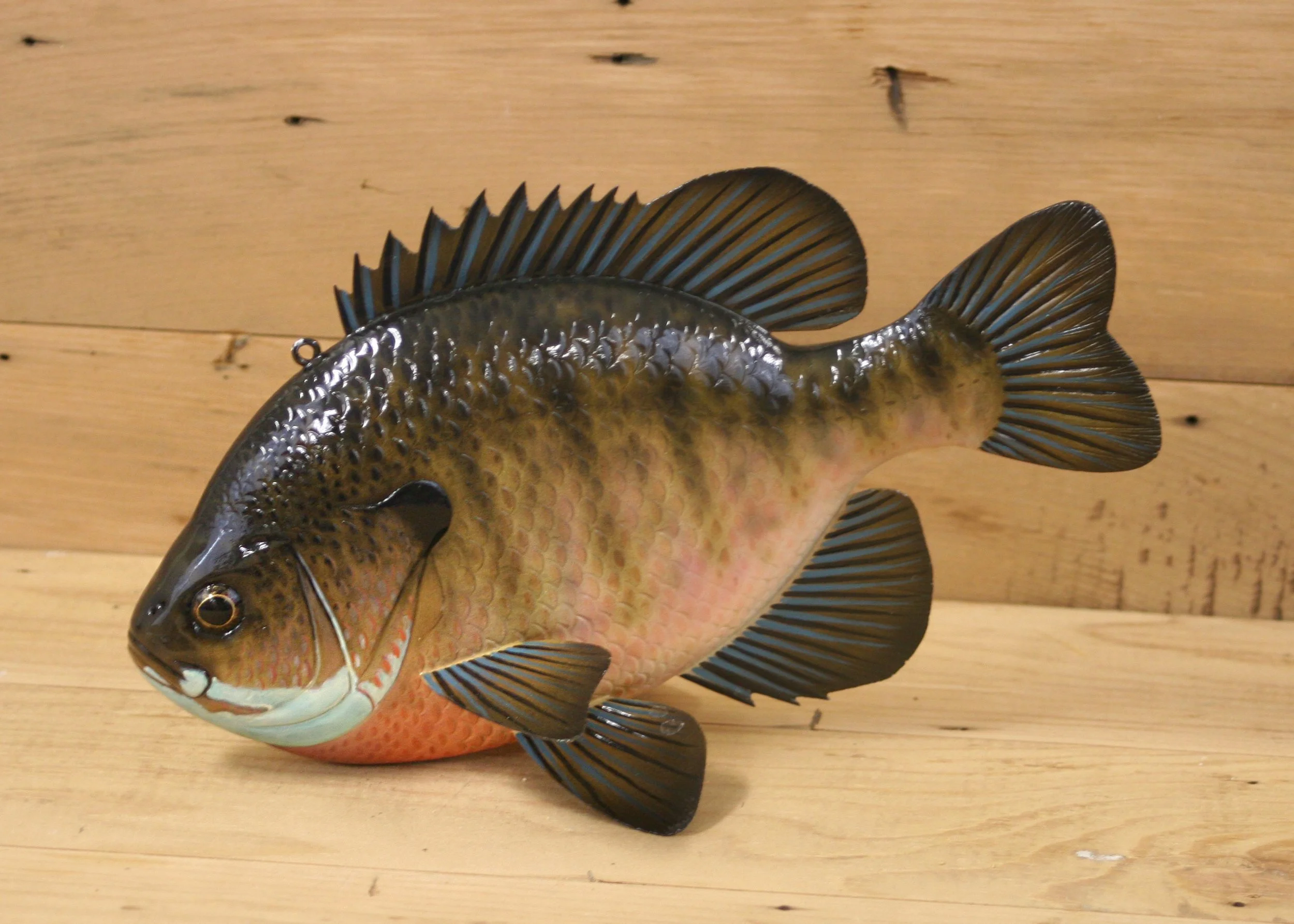 10" Sunfish by Jacob Sazama