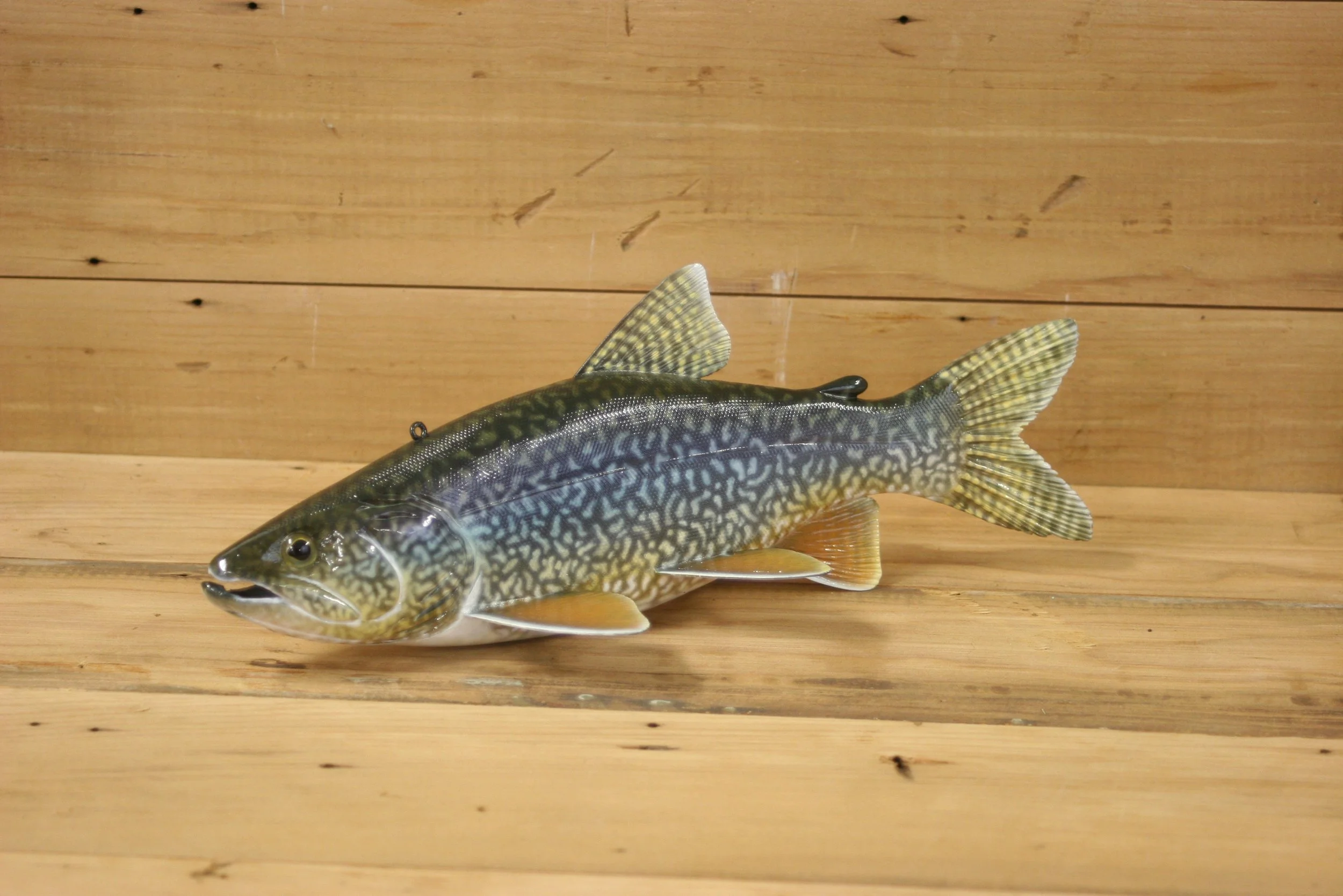 11" Lake Trout by Harley Ragan