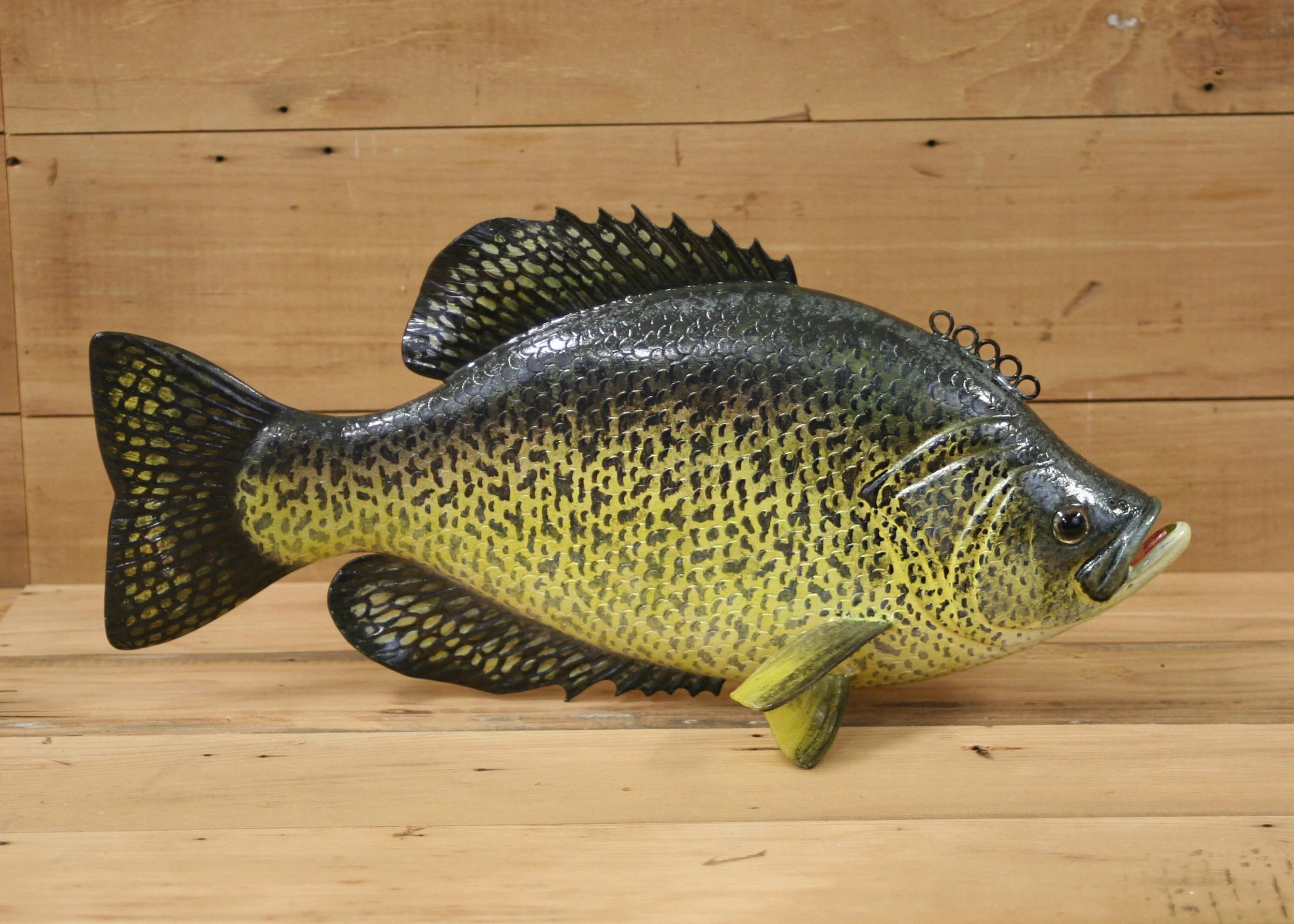 13" Hand Painted Black Crappie by Paul McNeal