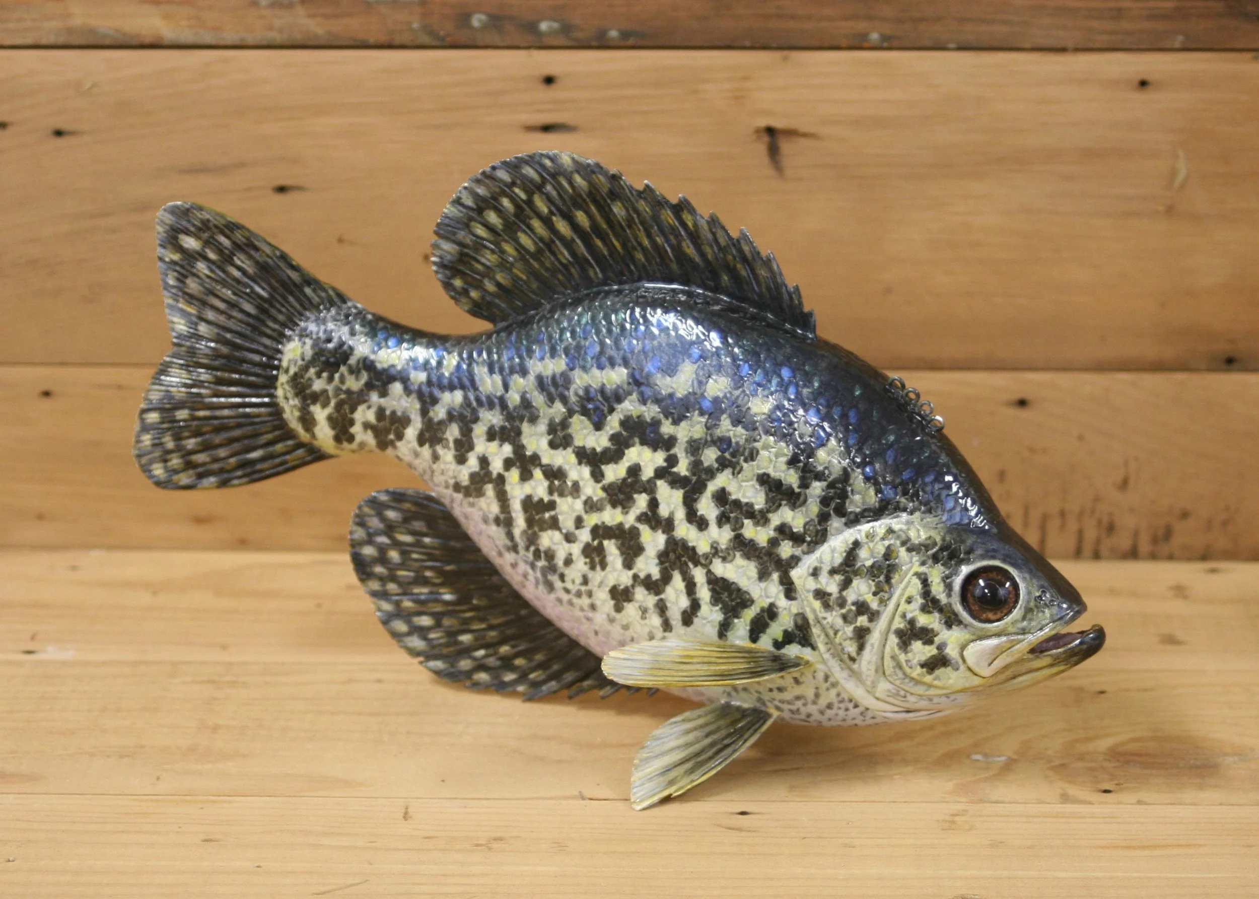 11" Hand Painted Crappie by Bob Johnson