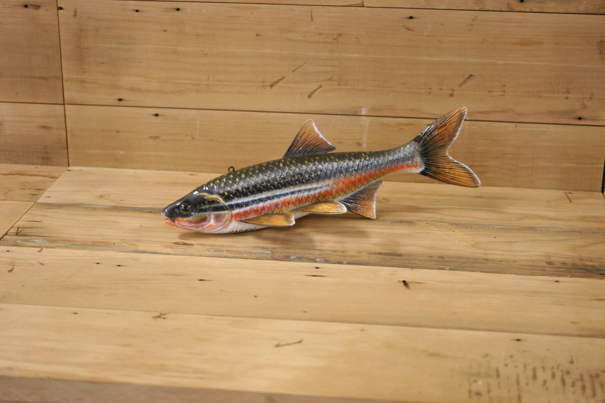 11" Peamouth by Harley Ragan