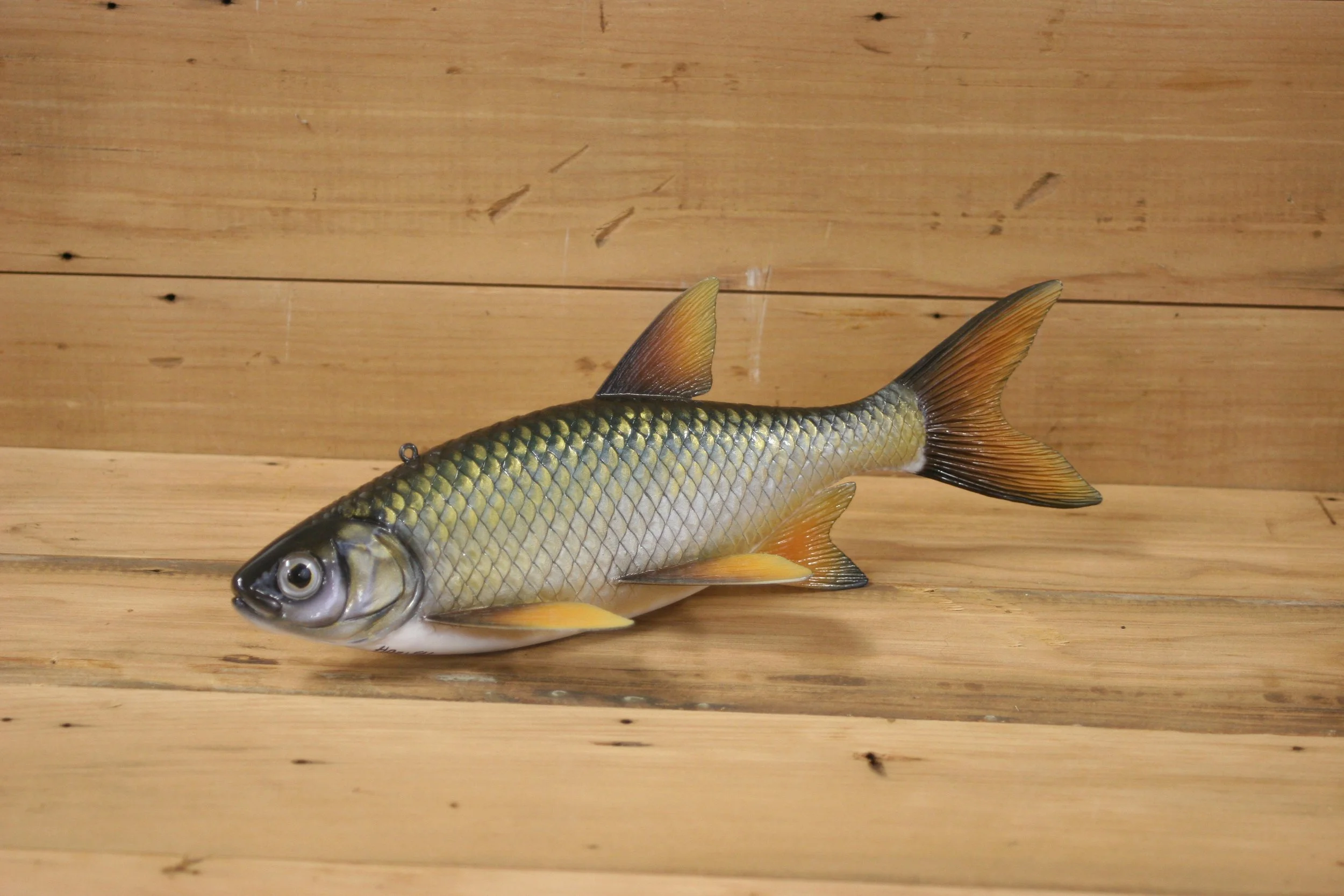 11" Golden Shiner by Harley Ragan