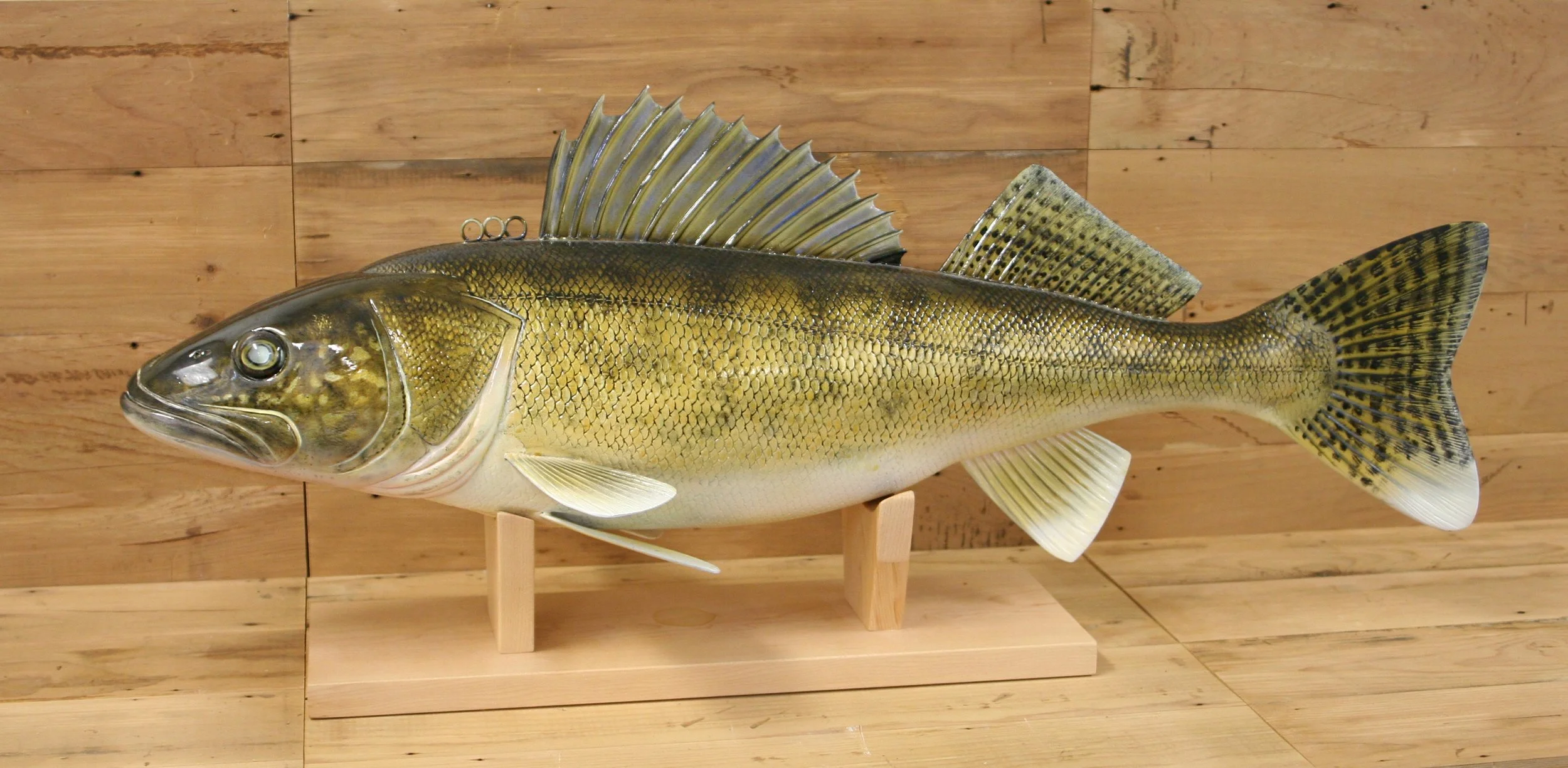 31" Showdown Walleye by John Pususta