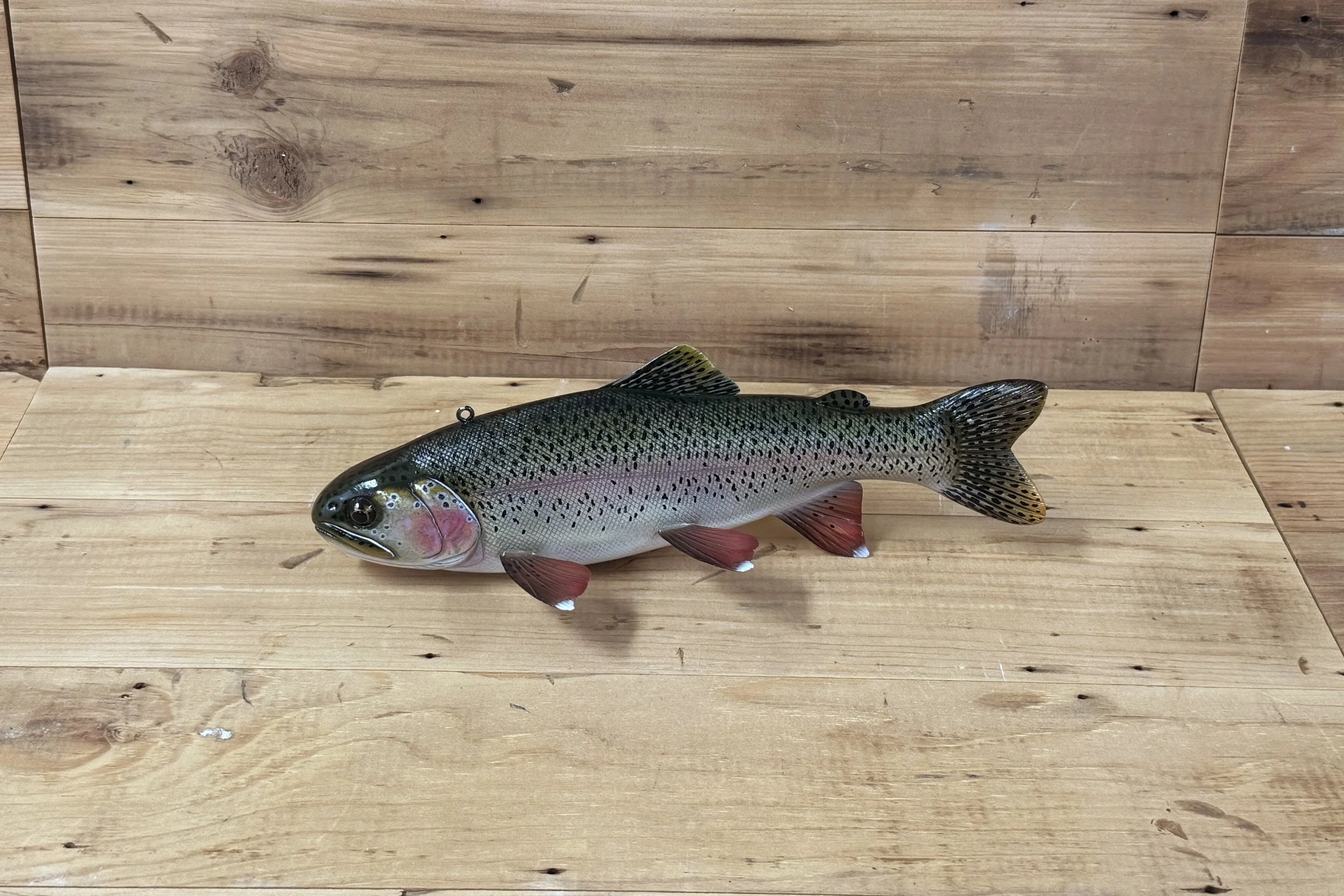 11" Rainbow Trout by Jacob Sazama