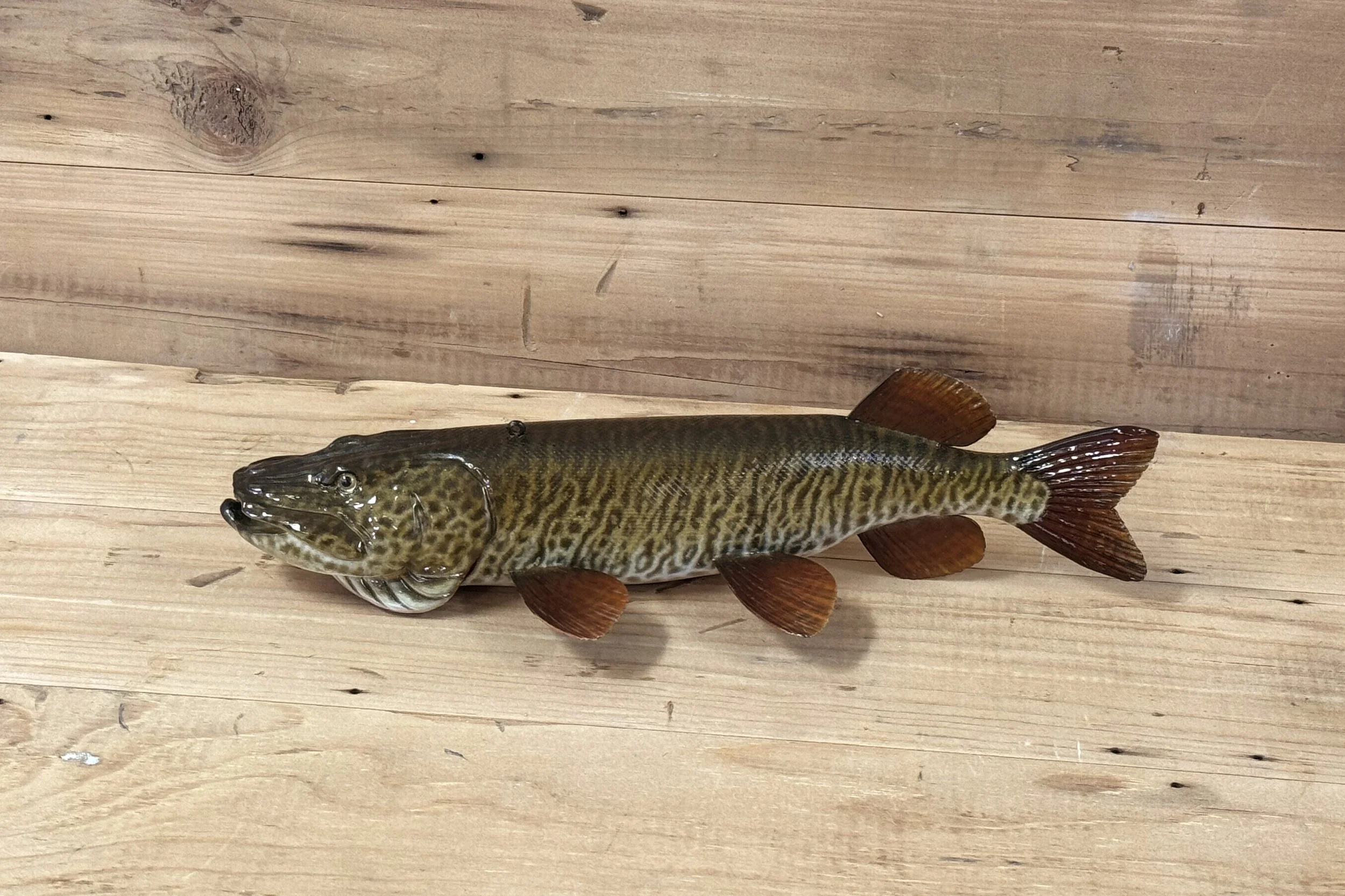 11" Tiger Muskie by Harley Ragan