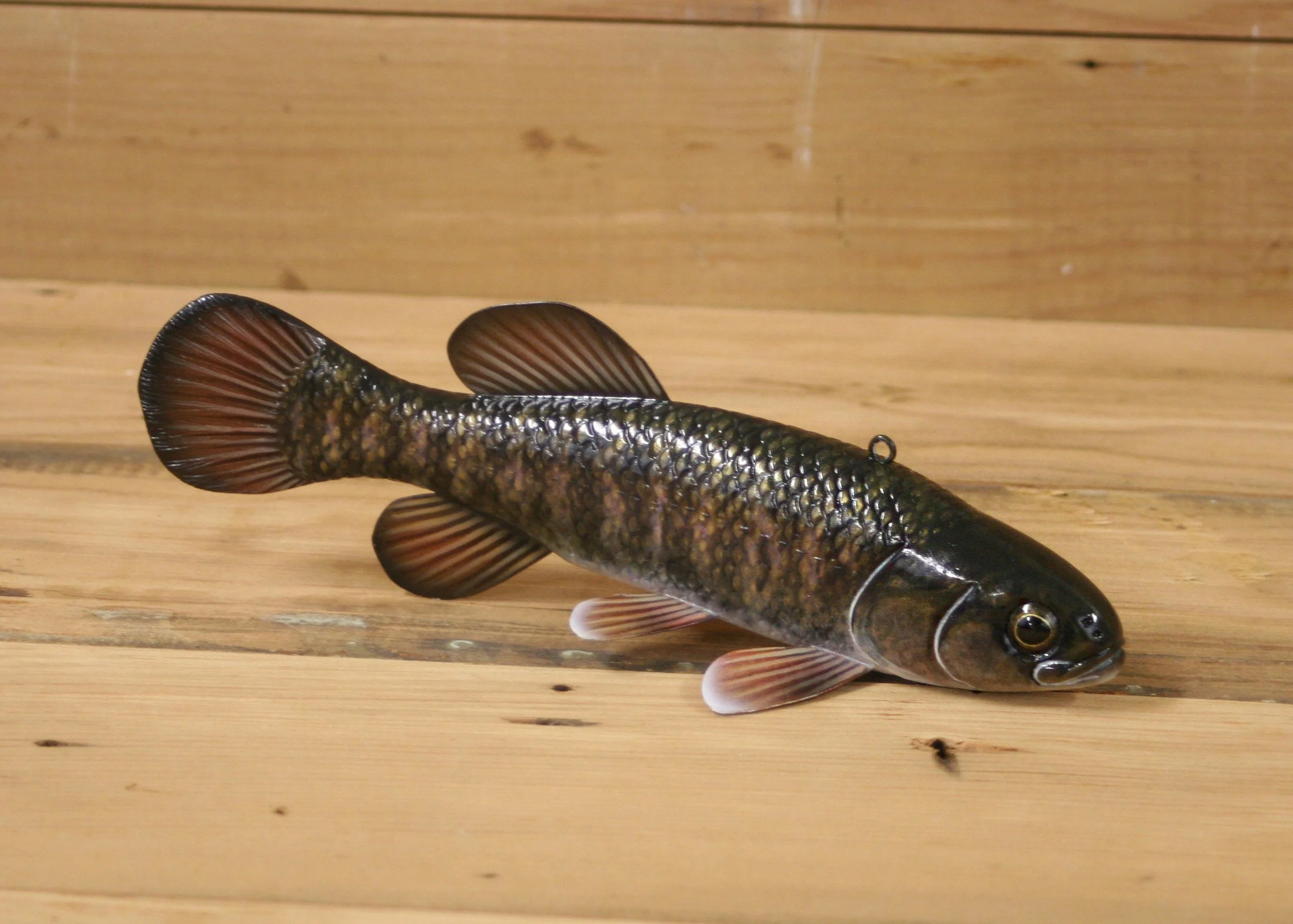 8" Central Mud Minnow by Jacob Sazama