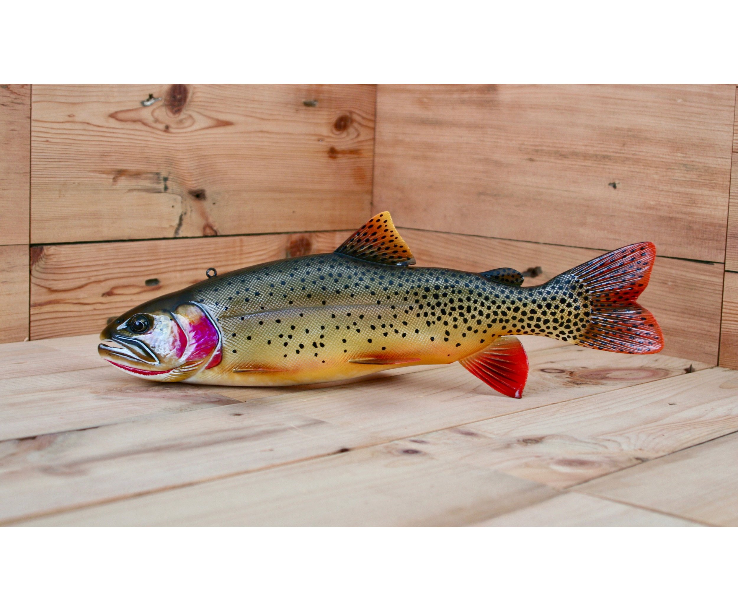 14" Breeding Male Yellowthroat Trout by Jacob Sazama