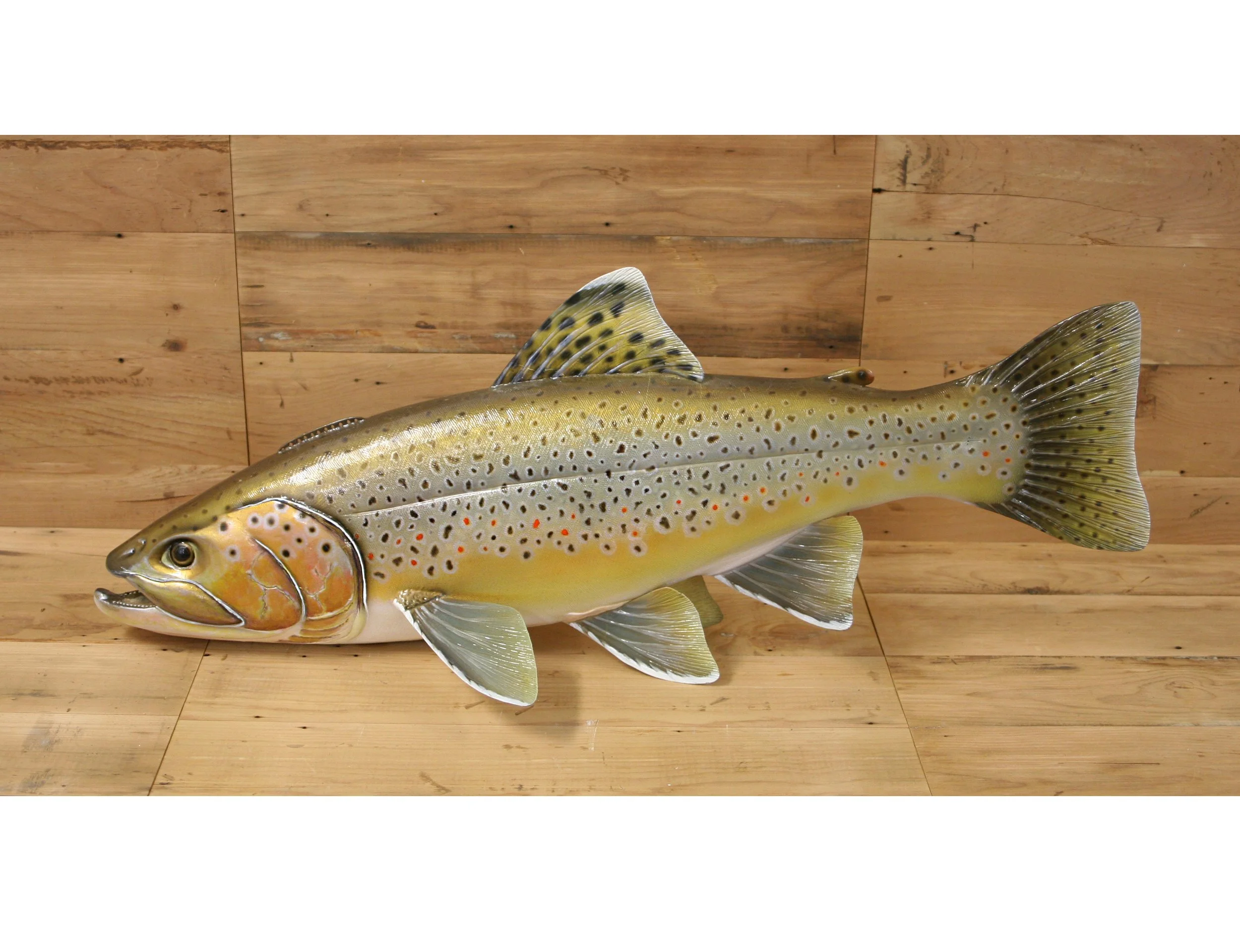 30" Showdown Brown Trout by Harley Ragan