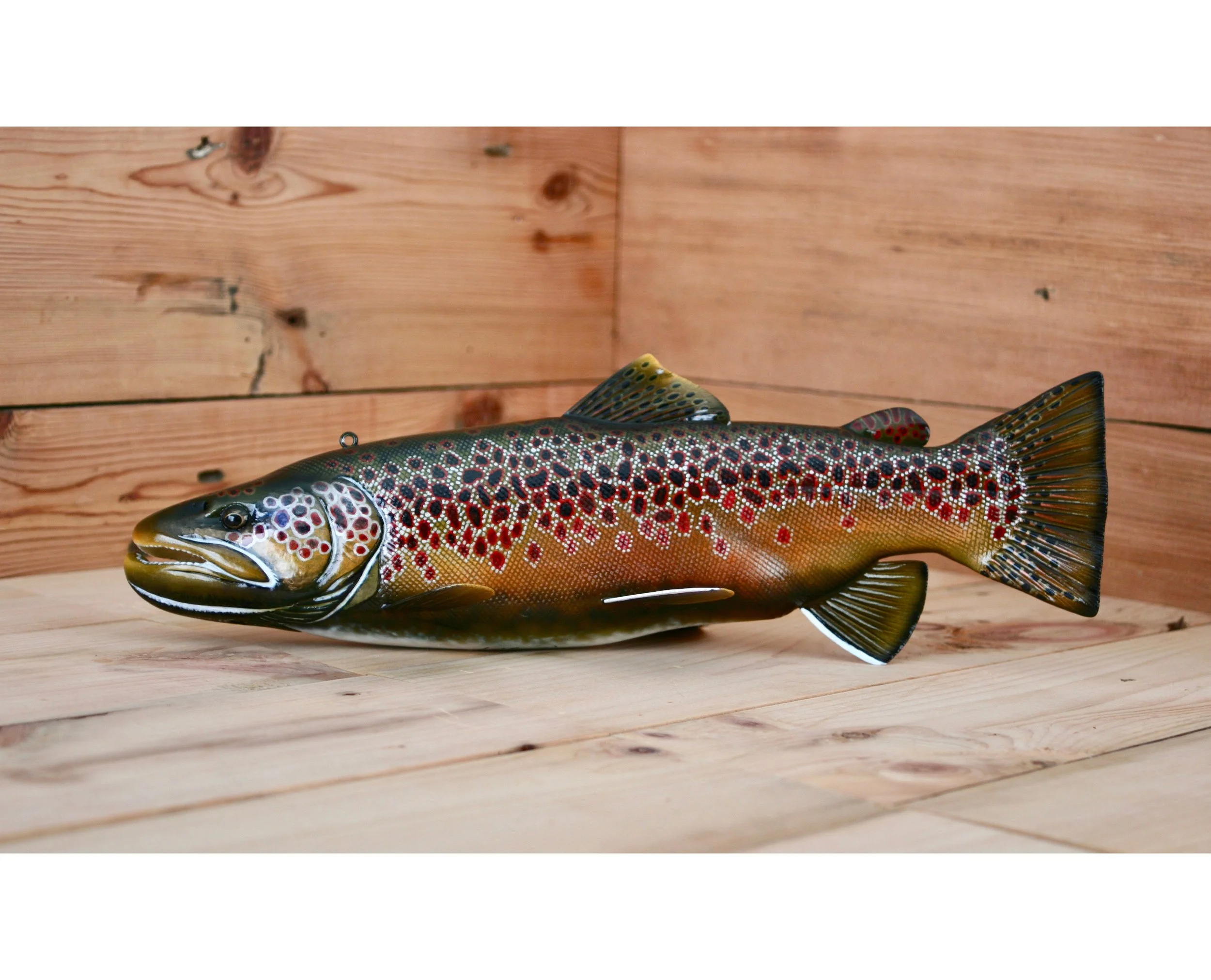 13" Breeding Male Brown Trout by Jacob Sazama