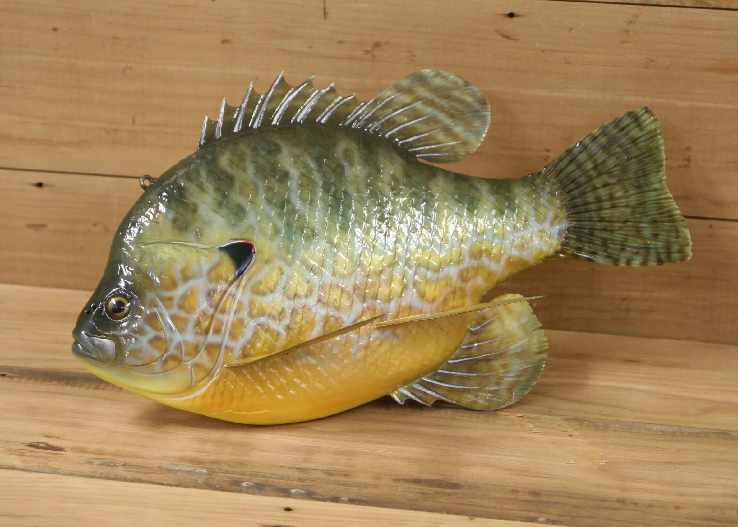 11" Airbrush Sunfish by Harley Ragan