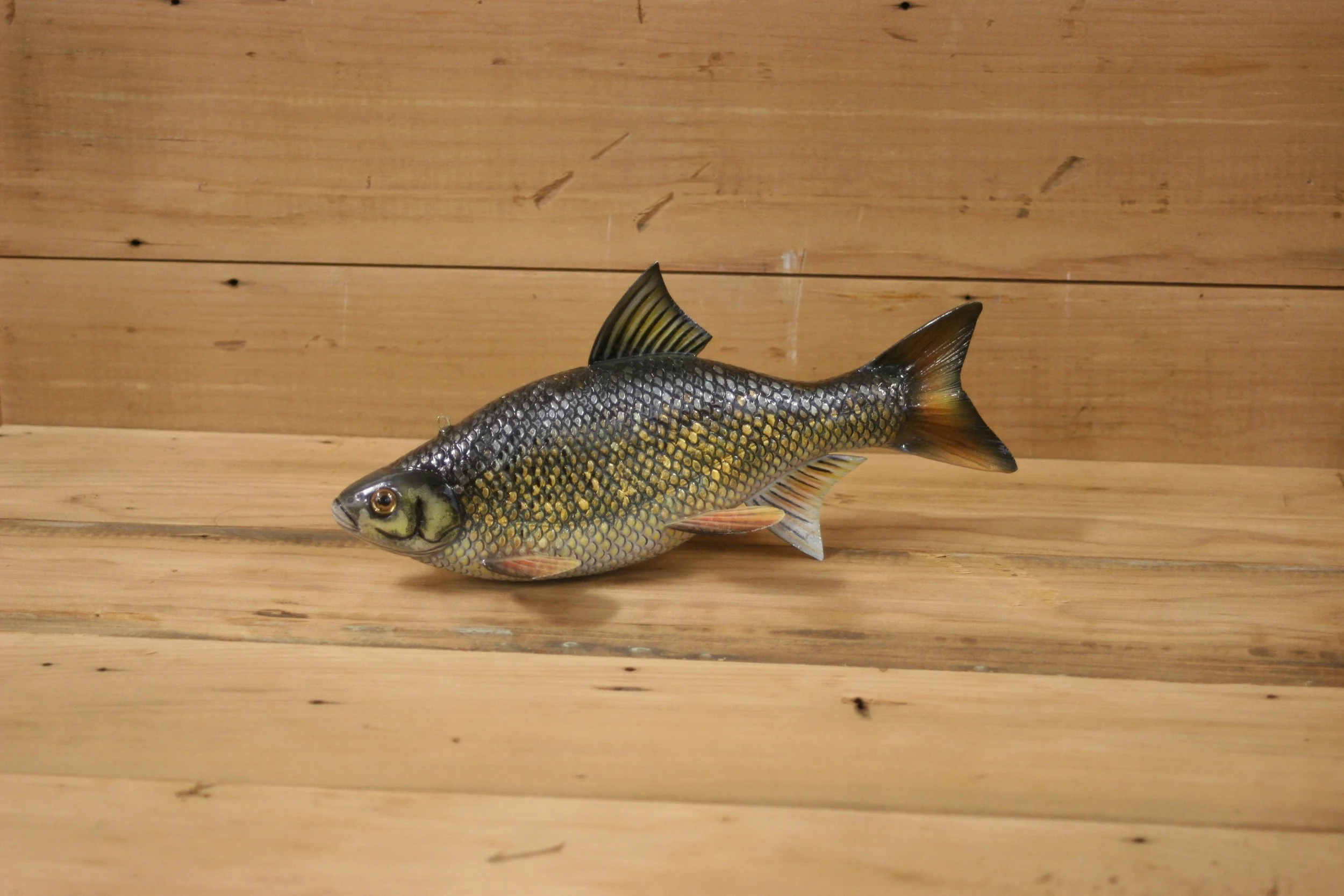 5th place: 9" Golden Shiner by Todd Schulze