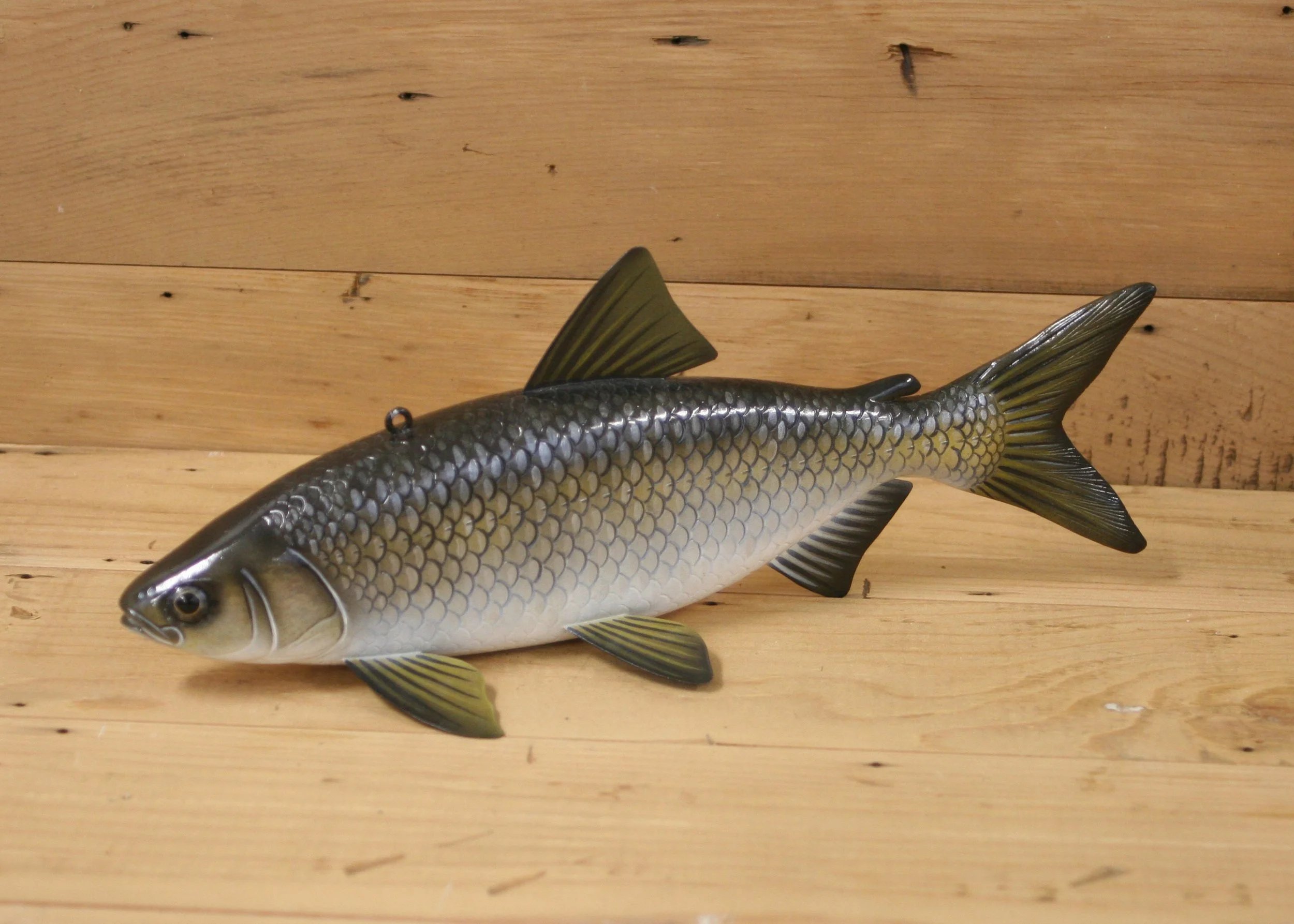 12" Whitefish by Jacob Sazama