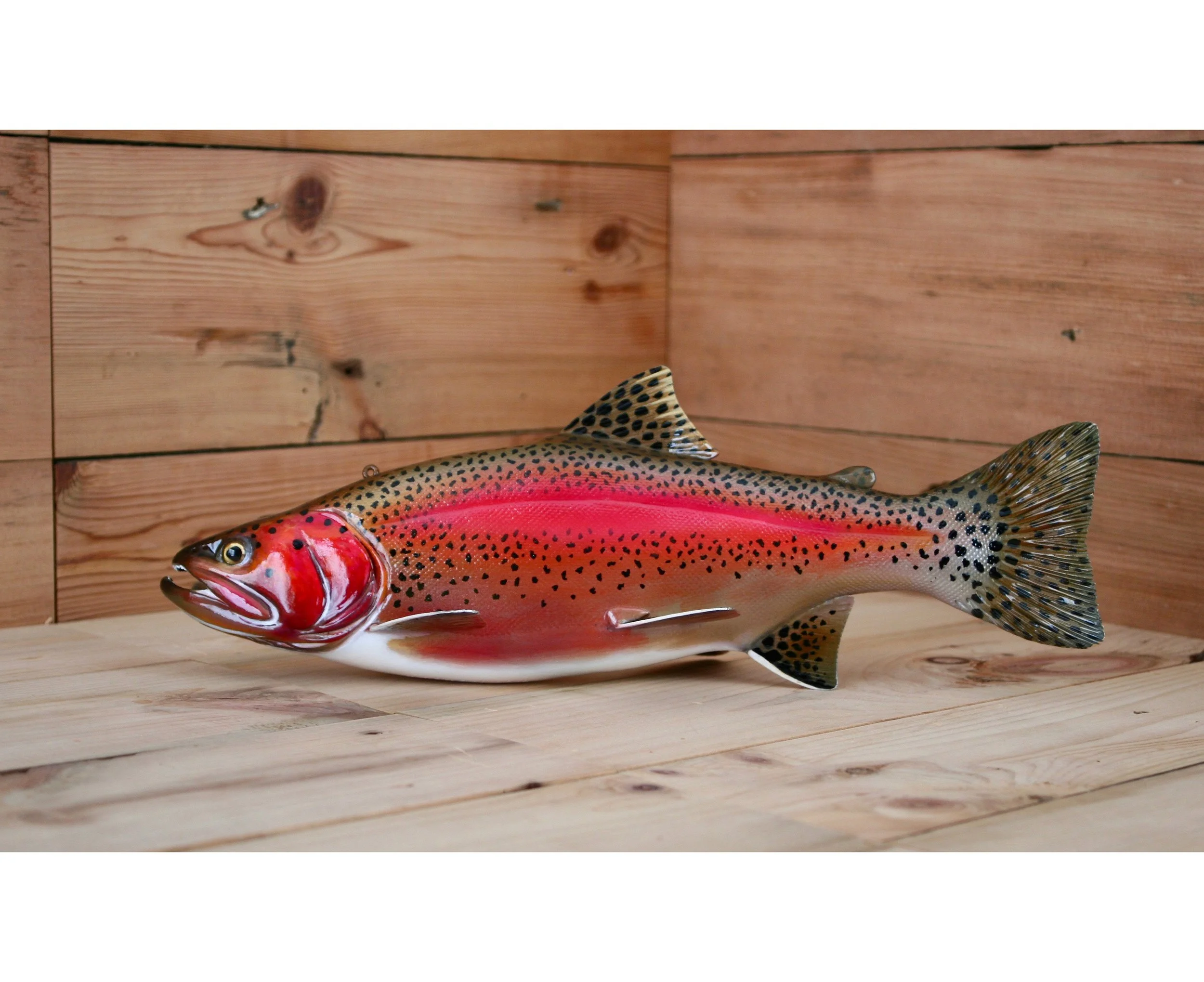 14" Breeding Male Rainbow Trout by Harley Ragan