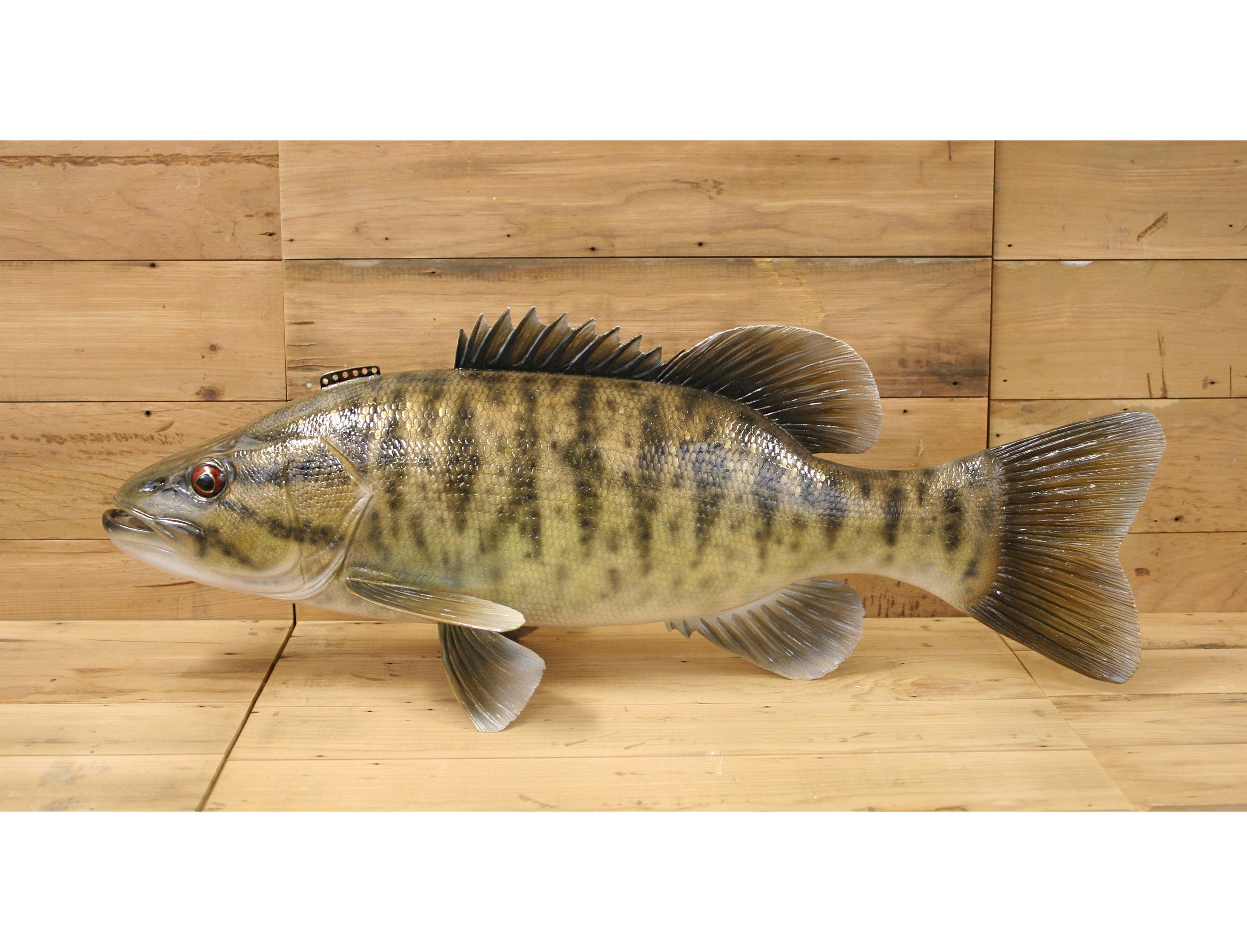 27" Showdown Smallmouth by Bob Johnson