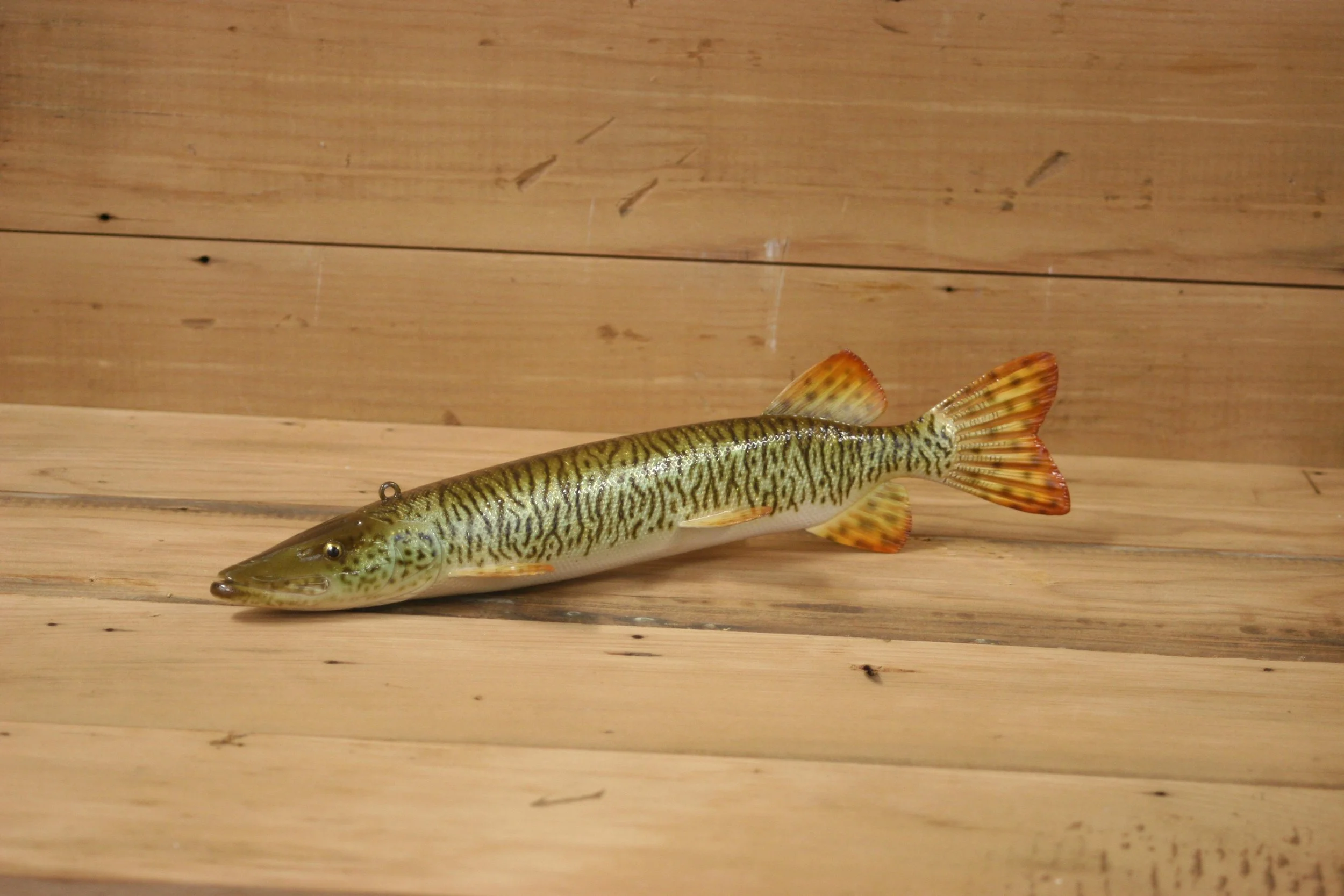 5th place: 11" Tiger Muskie by Troy Helget