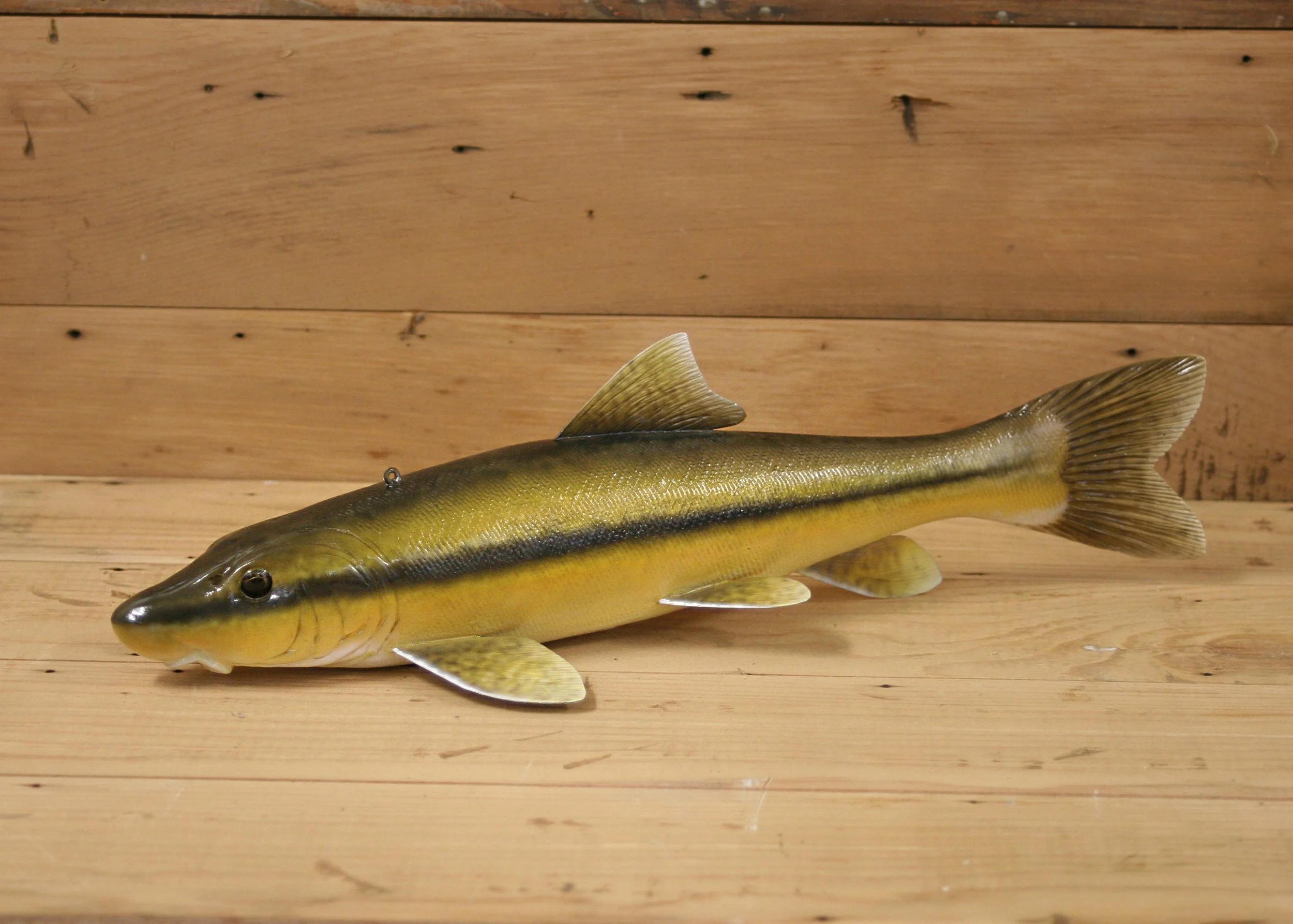 14" Airbrush Longnose Sucker by Harley Ragan