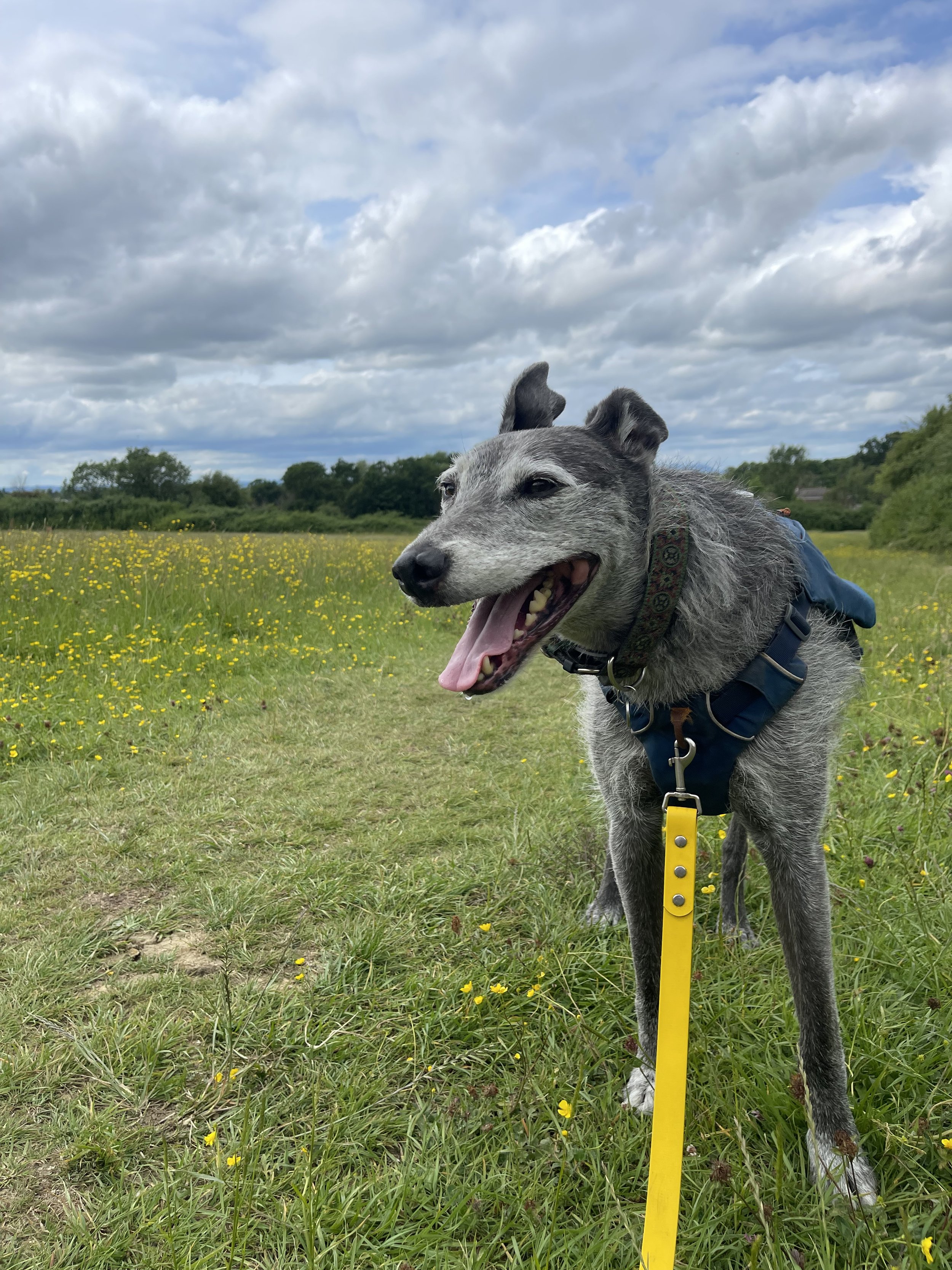A happy gray and white dog wearing a harness and yellow leash standing in a grassy field with yellow flowers, under a cloudy sky.