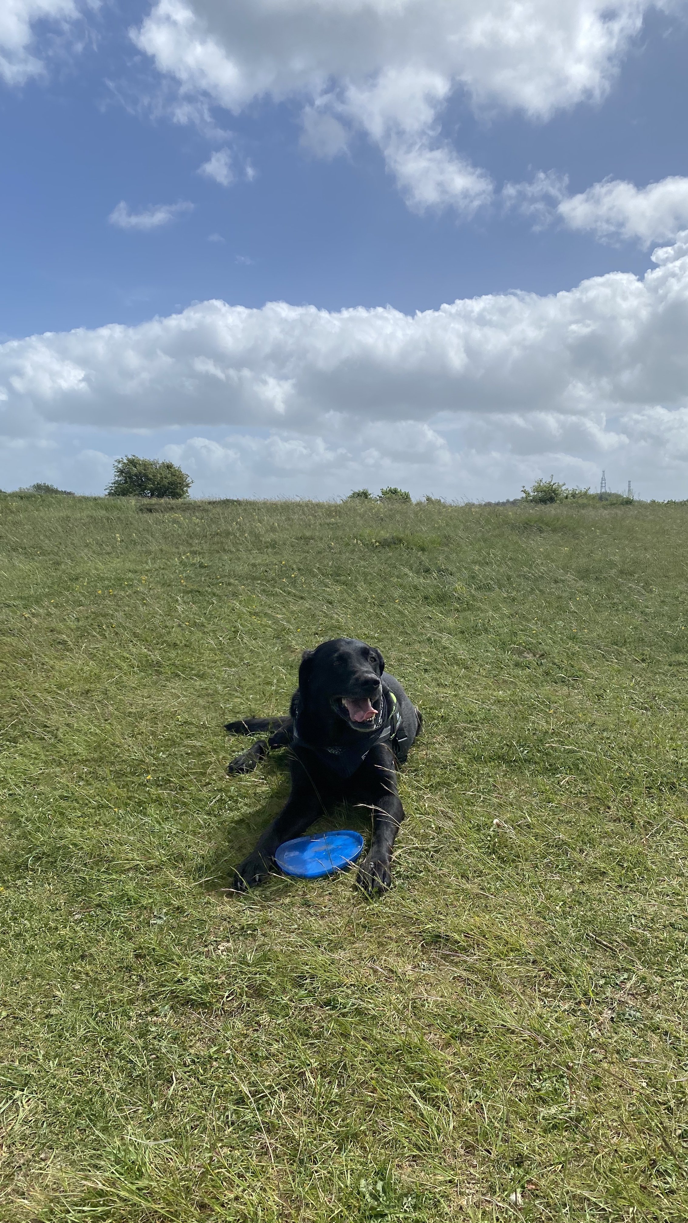 A black dog lying on green grass in a field, with a blue frisbee in front of it, under a partly cloudy sky.