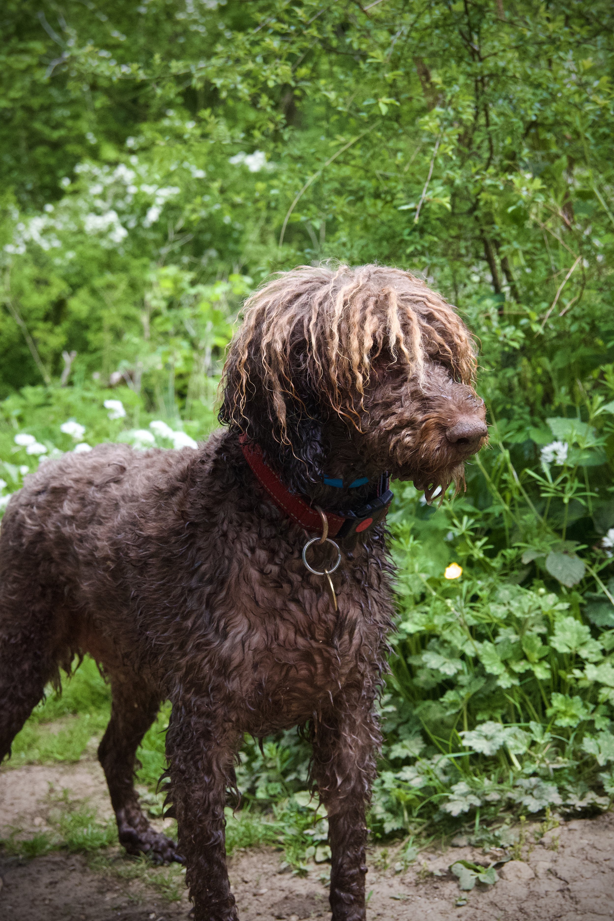A brown curly-haired dog standing on a dirt path surrounded by green plants and flowering bushes.