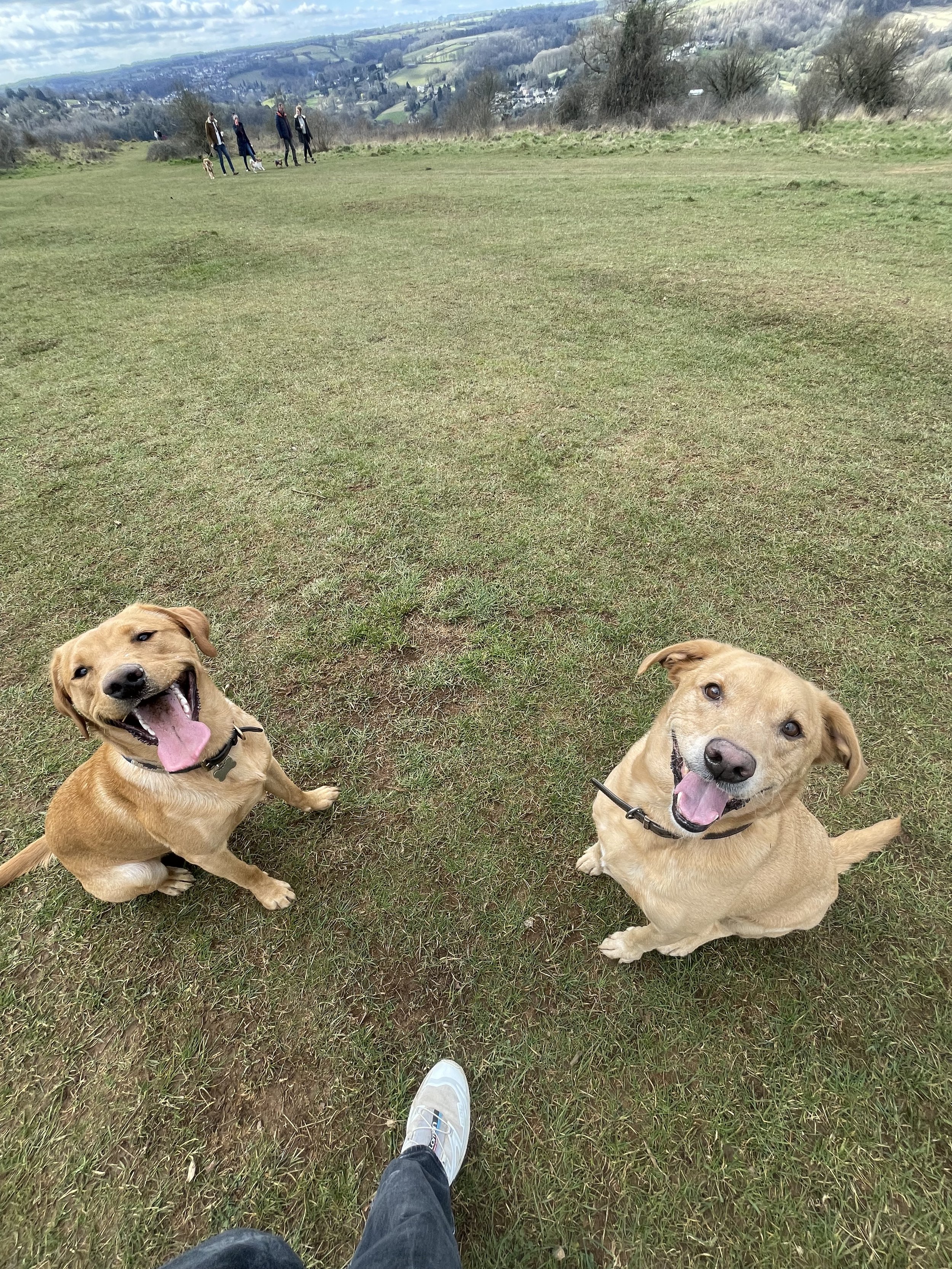 Two golden-colored dogs sitting on grass, looking up at the camera and smiling, with a person's legs and shoes visible in the foreground, and a group of people and dogs walking in the background on a hill.