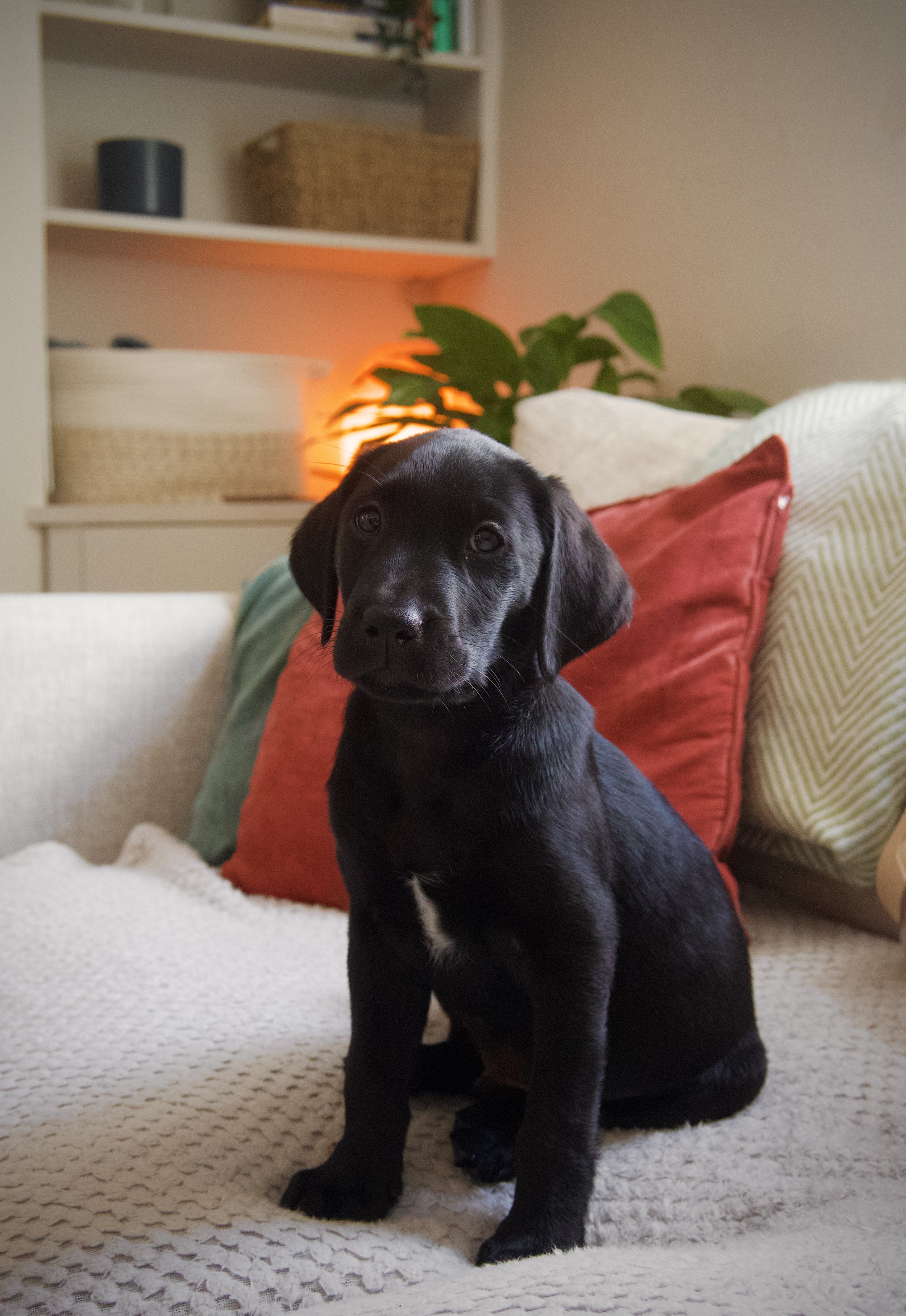 A black puppy with soulful eyes sitting on a cozy beige couch with red, yellow, and green pillows in a living room with shelves, a plant, and warm lighting.