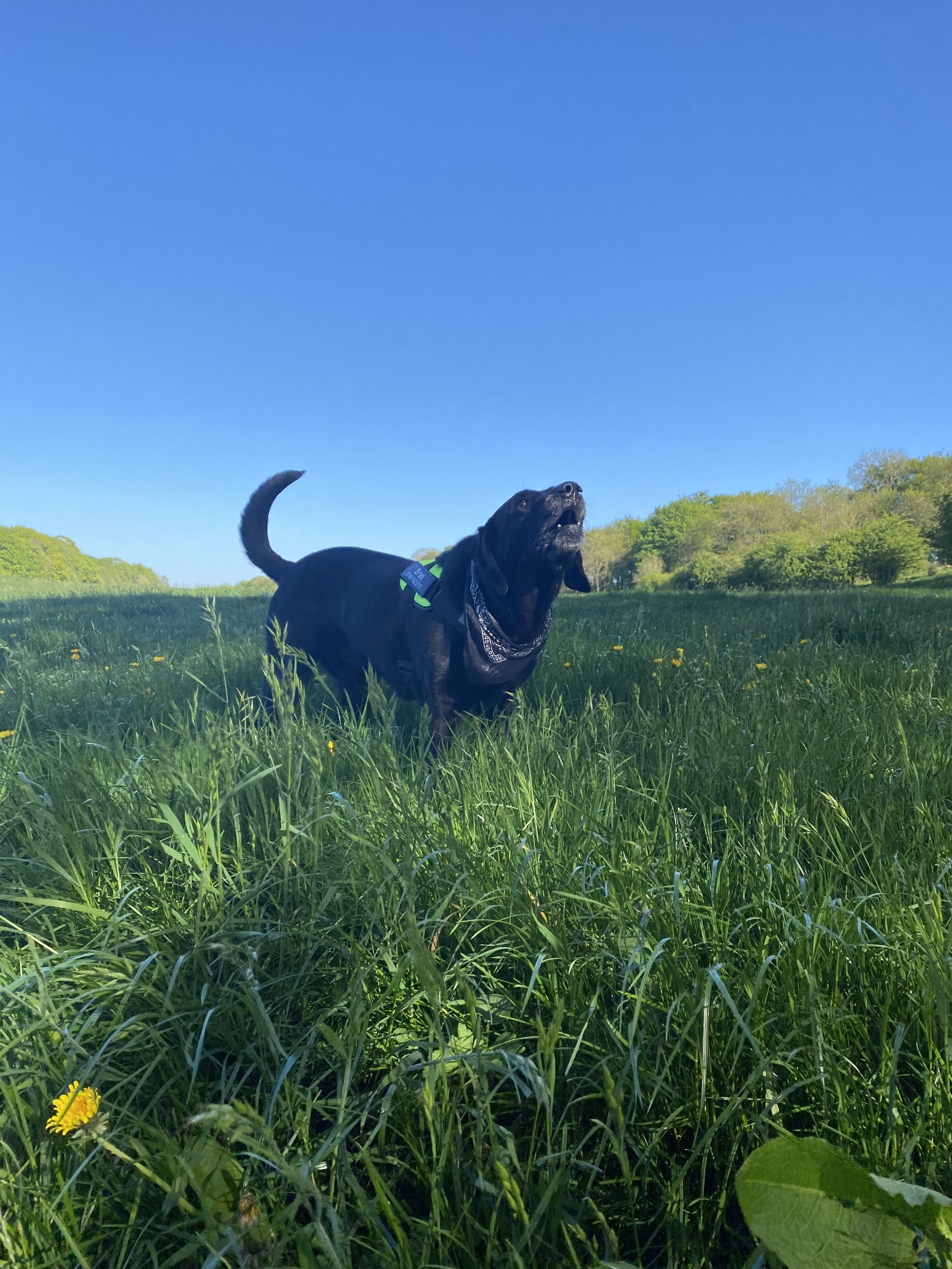 Black dog with a bandana in a grassy field under a clear blue sky.