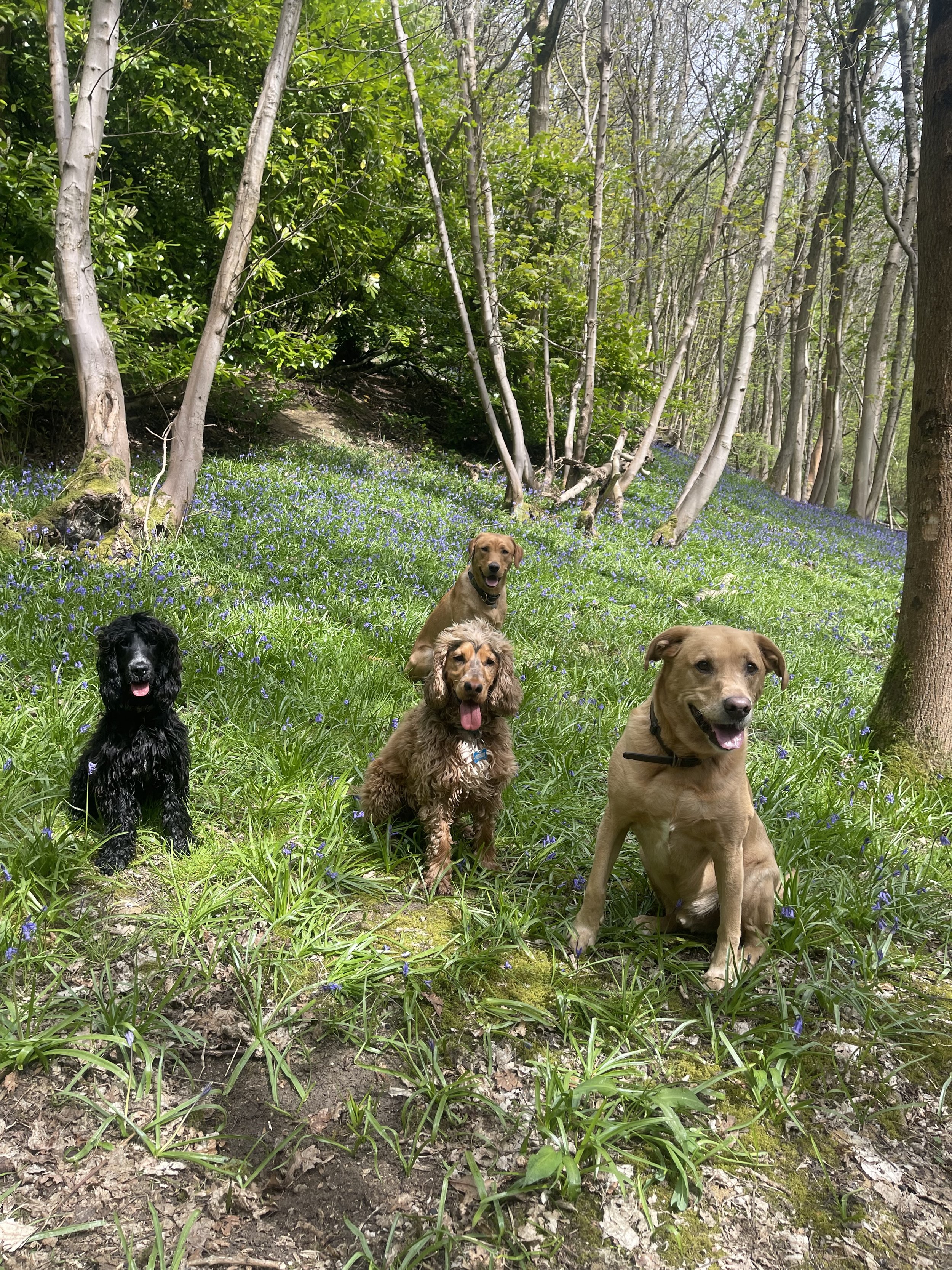 Four dogs sitting in a forest with green grass and blue flowers, surrounded by trees.