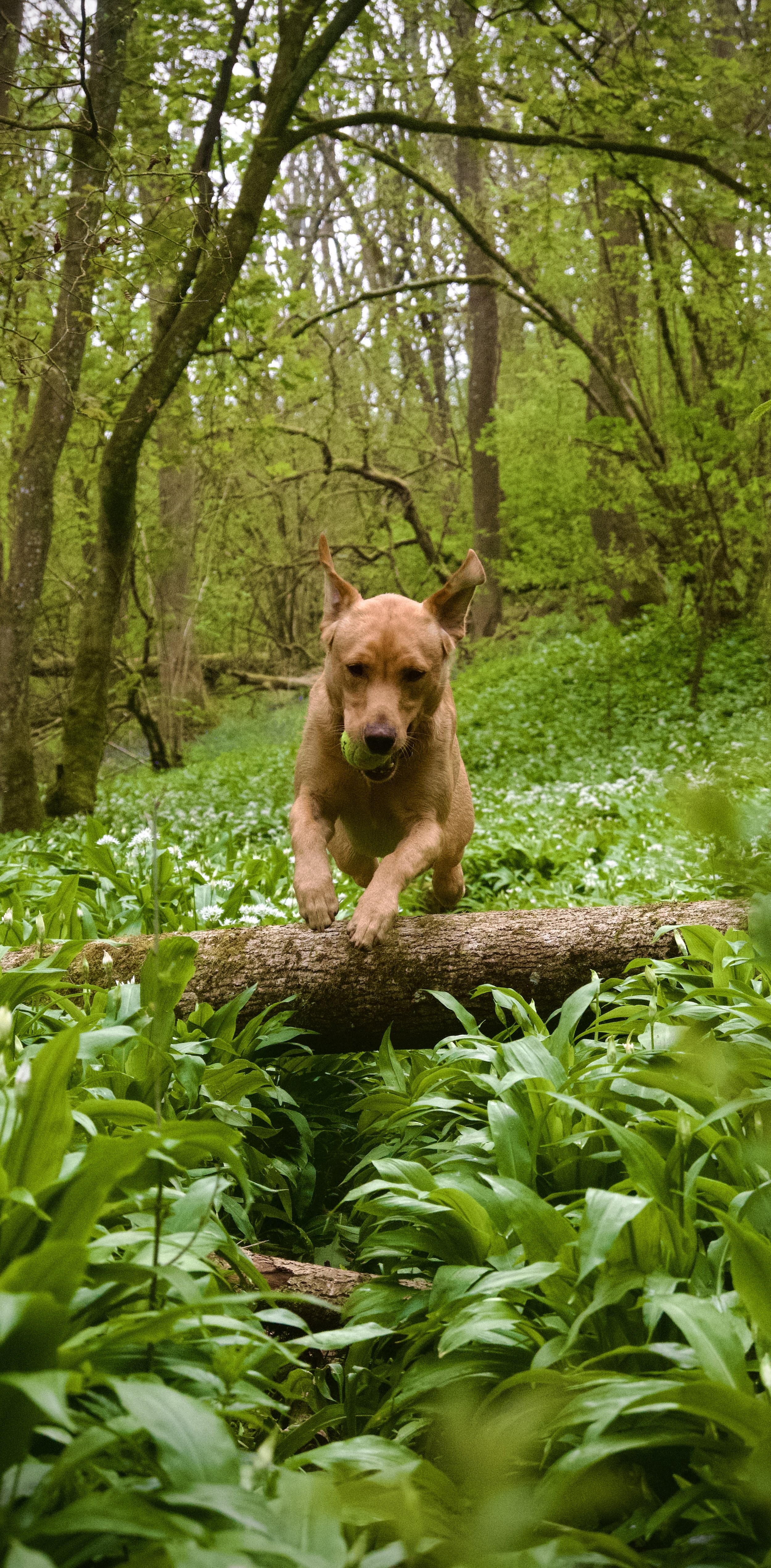 A brown dog jumping over a log in a lush green forest, holding a tennis ball in its mouth.