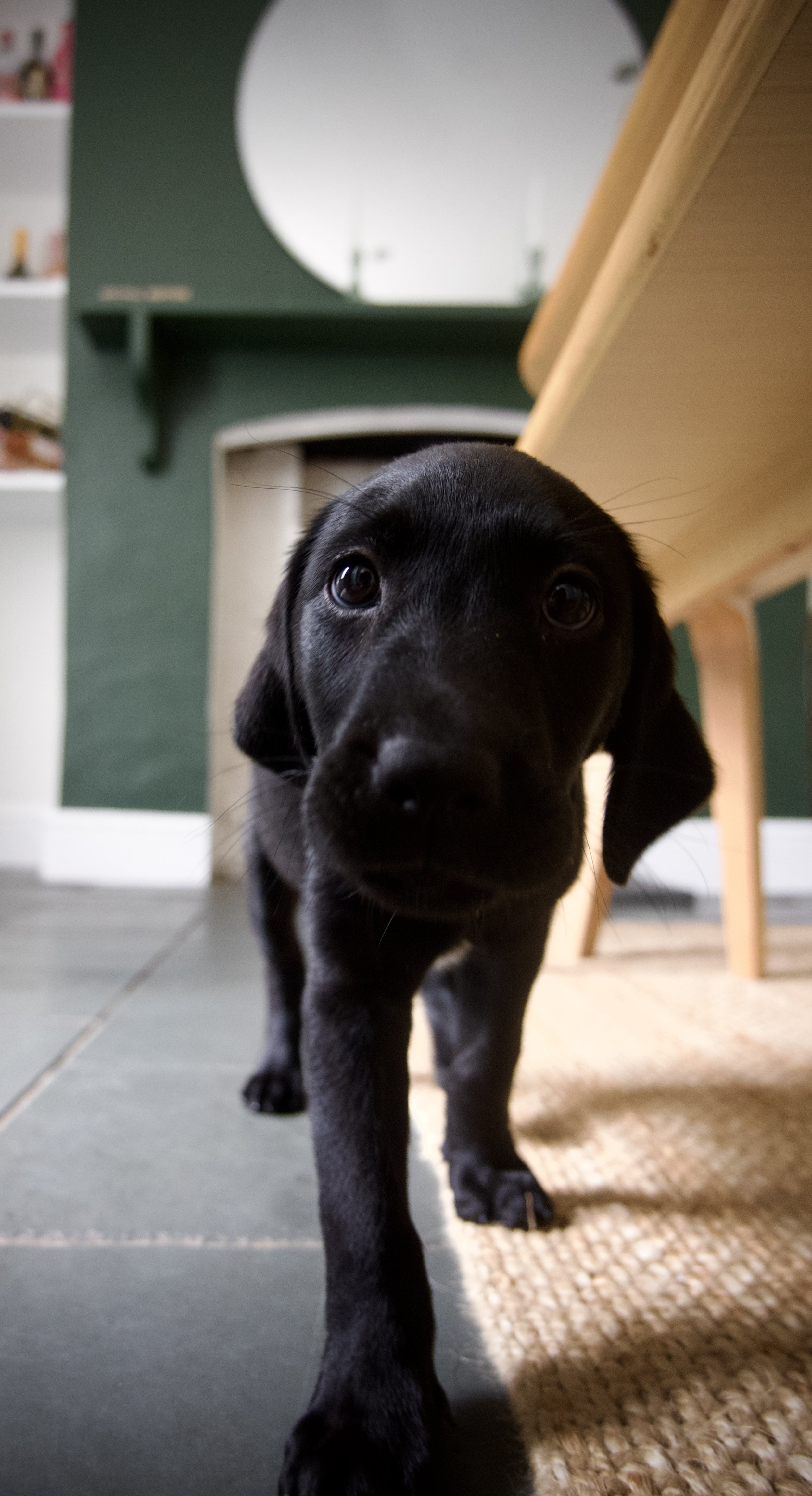 Close-up of a curious black puppy approaching the camera with a green wall, mirror, and furniture in the background.