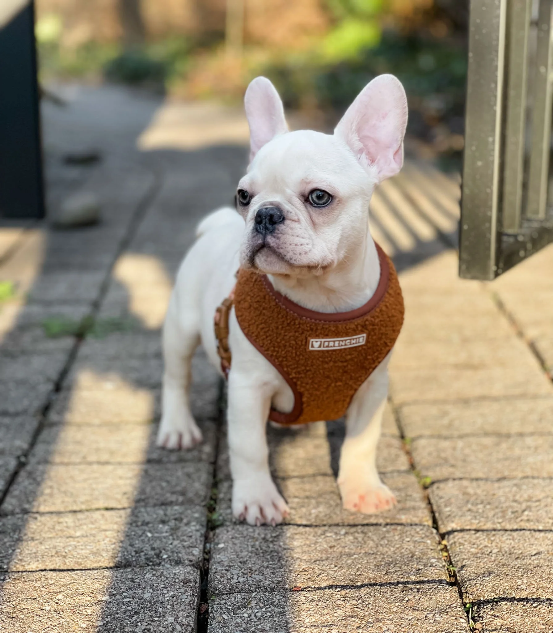 A small white French Bulldog puppy wearing a brown fleece harness, standing on a brick pathway outdoors during daytime.