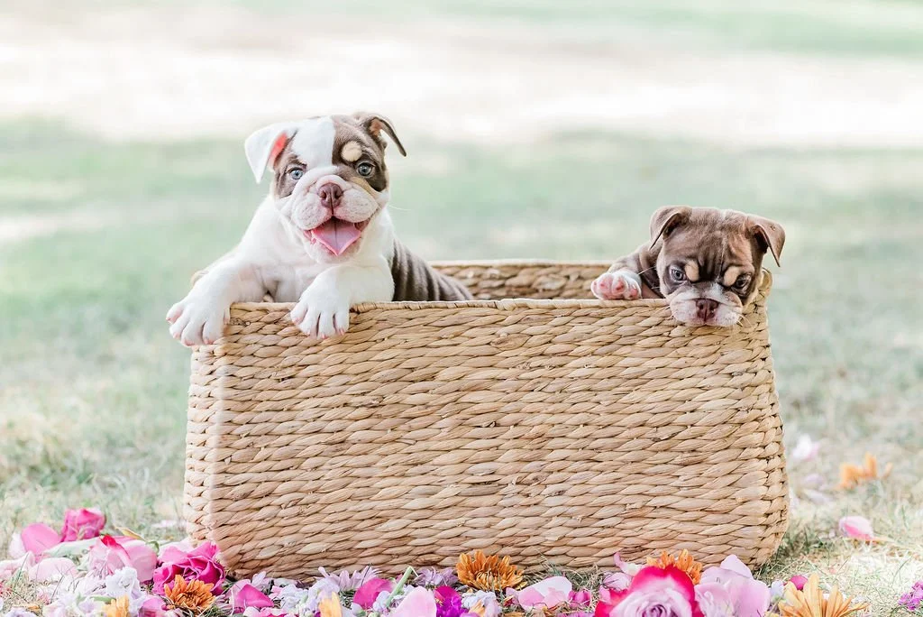 Two adorable puppies in a woven basket outdoors surrounded by colorful flower petals.