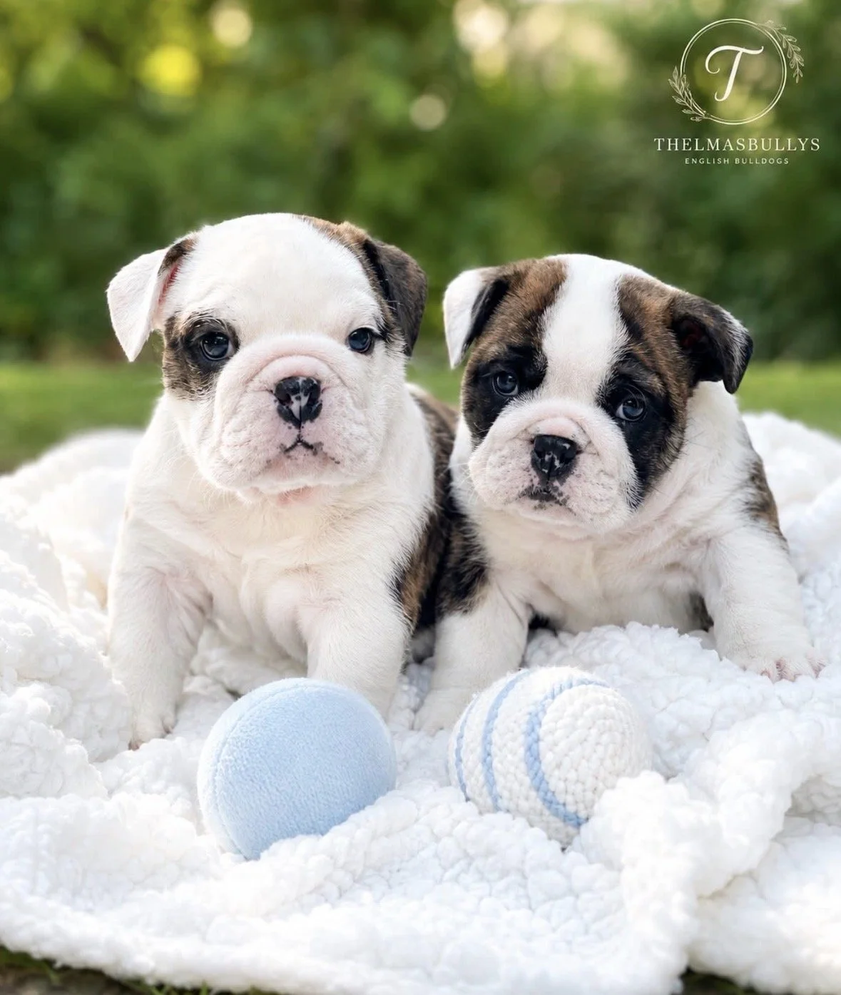 2 englsih bulldog puppies sitting outdoors with a ball