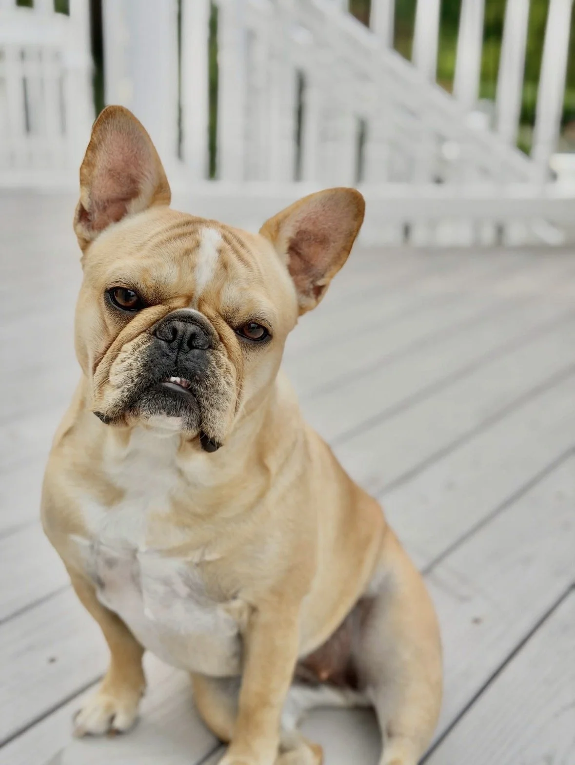 french bulldog sitting outdoors on a deck