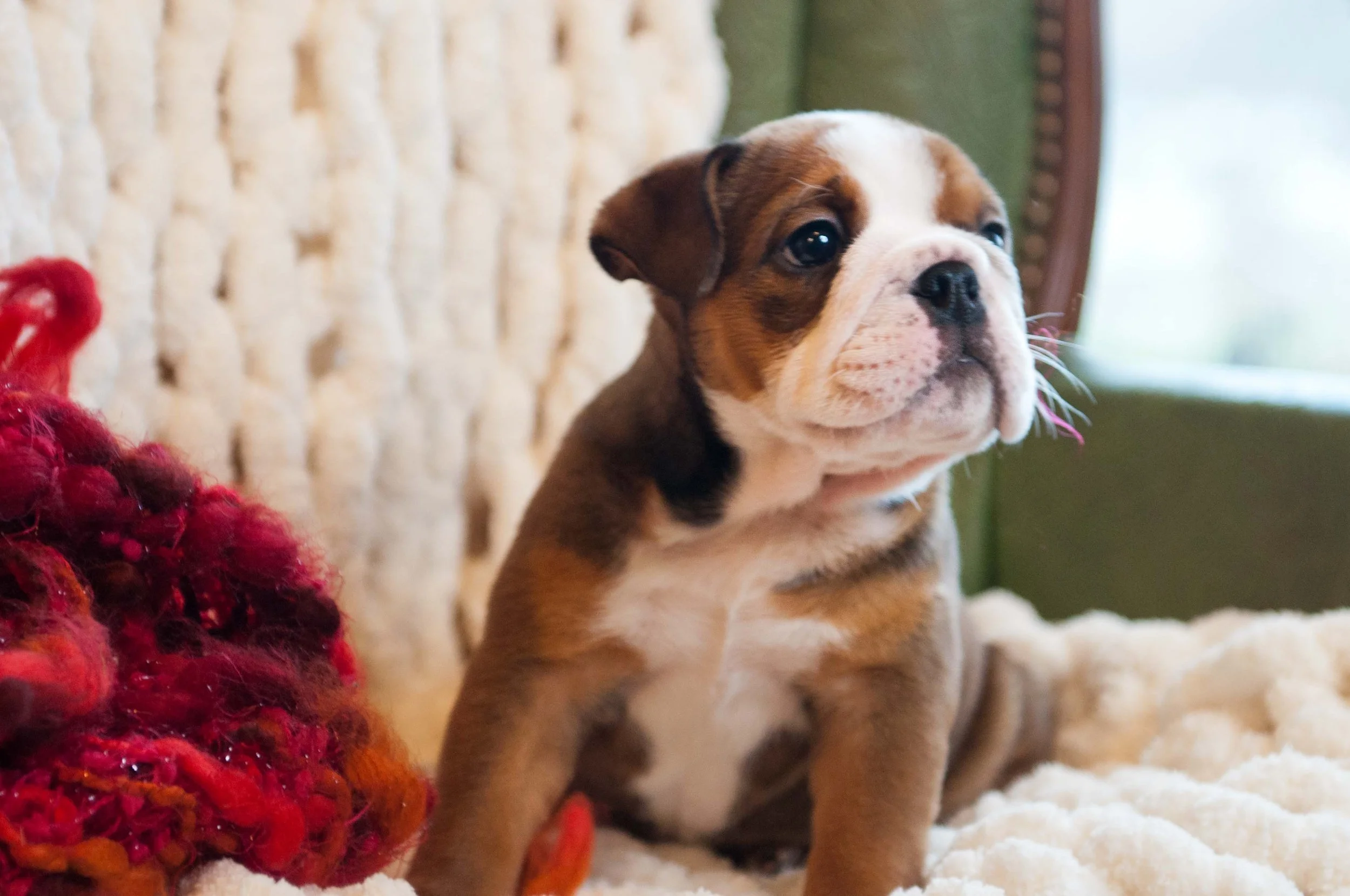 Adorable brown and white bulldog puppy sitting on a cozy cream blanket, with a textured beige cushion and a window in the background.