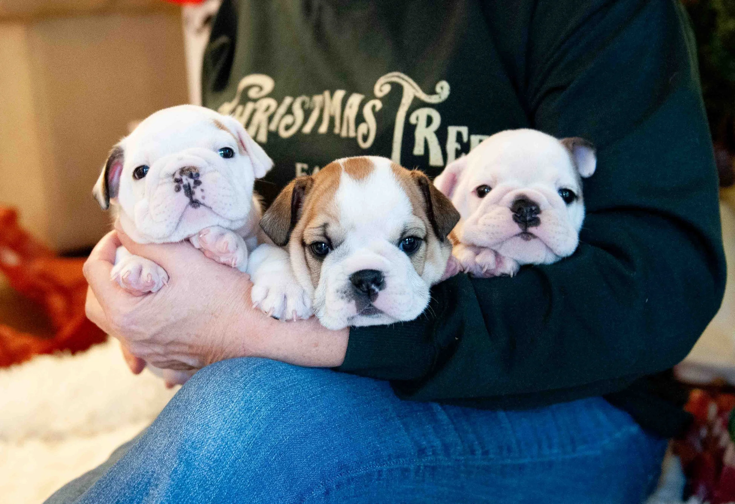 Three adorable Bulldog puppies being held by a person wearing a dark green Christmas sweater and jeans. The puppies are different colors, with one mostly white, one brown and white, and one mostly white with some black spots.