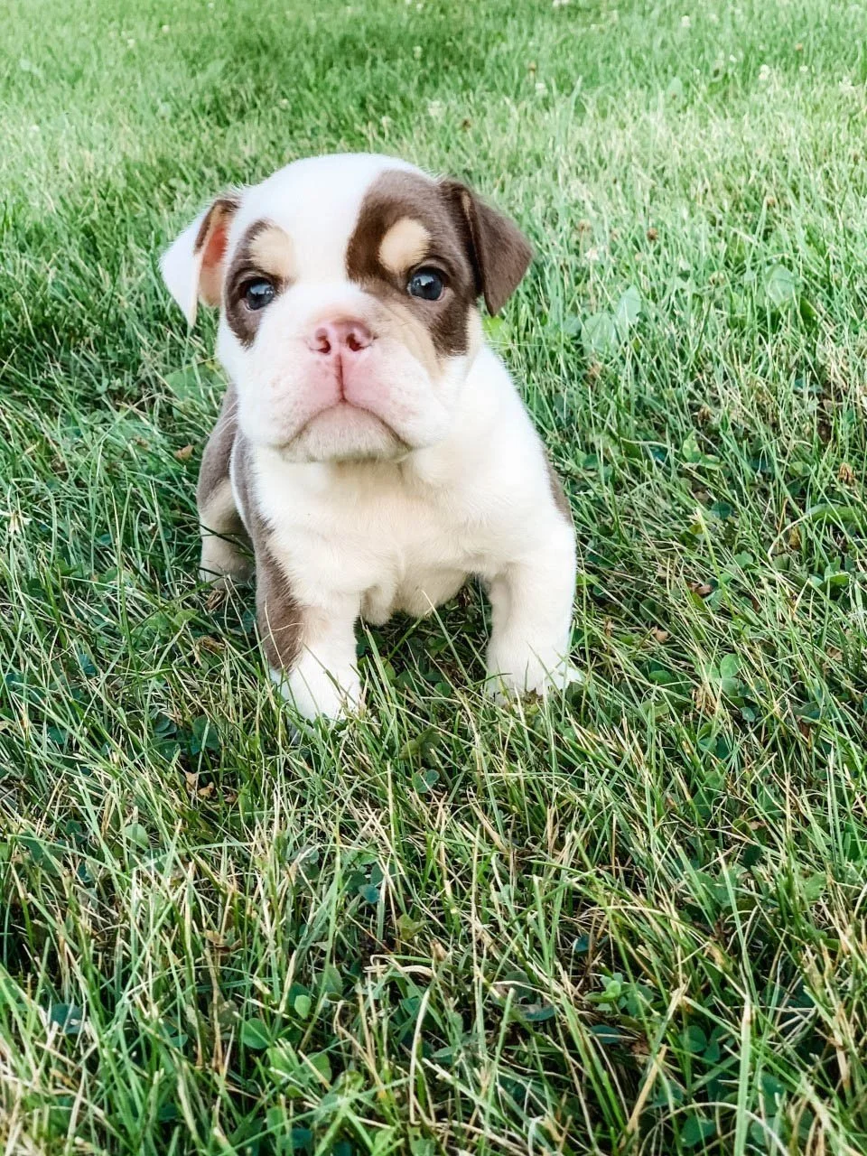 A cute bulldog puppy sitting on green grass in a field.